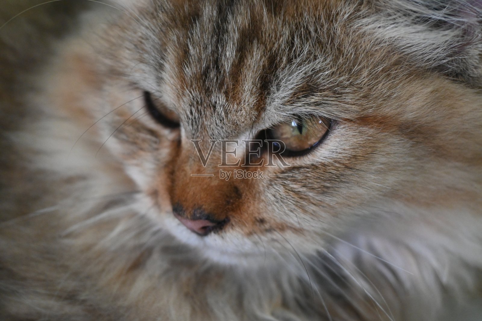 灰色波斯猫照片摄影图片