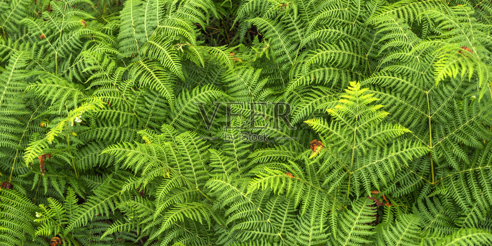 叶蕨照片摄影图片