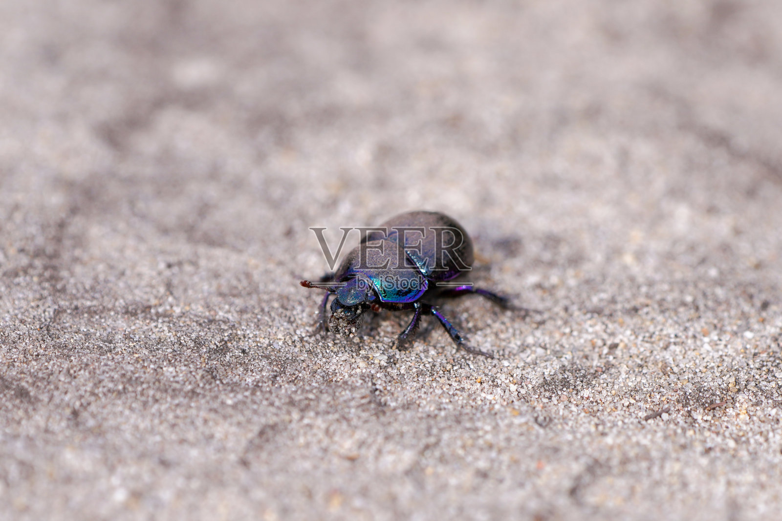 沙地上的黑色屎壳郎。Anoplotrupes stercorosus。照片摄影图片