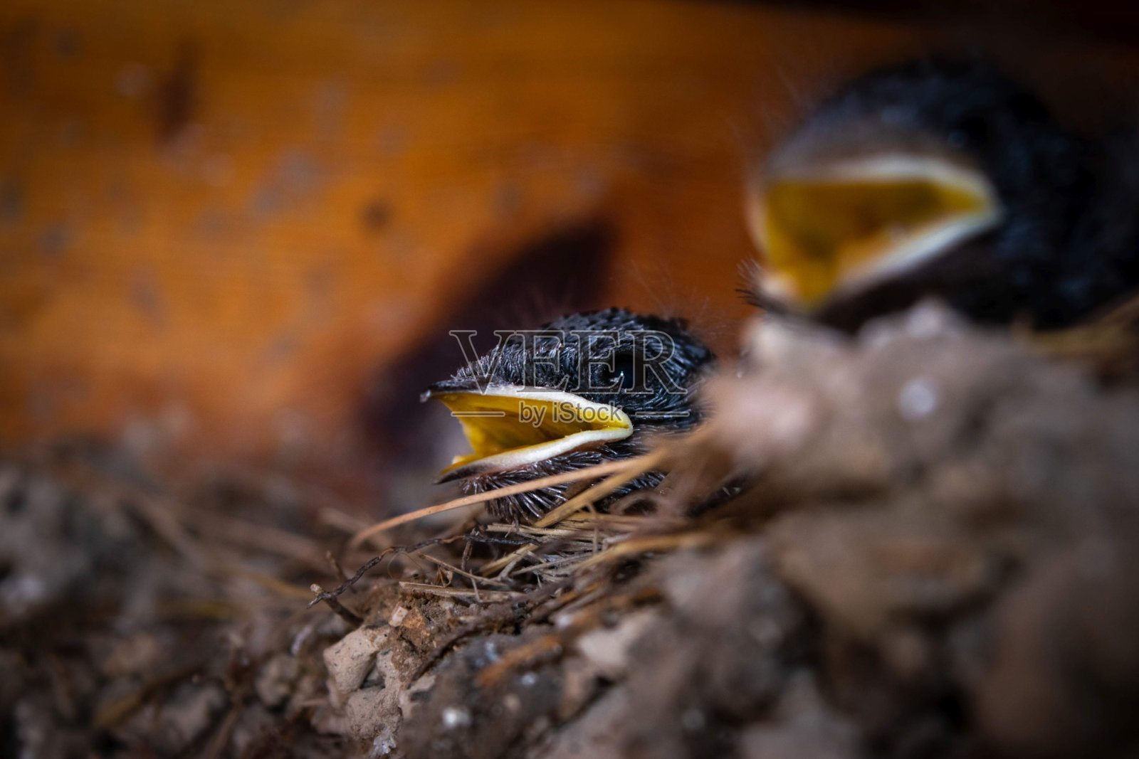 阳台木镶板背景下，巢中黄色嘴巴的小燕子雏鸟特写照片摄影图片