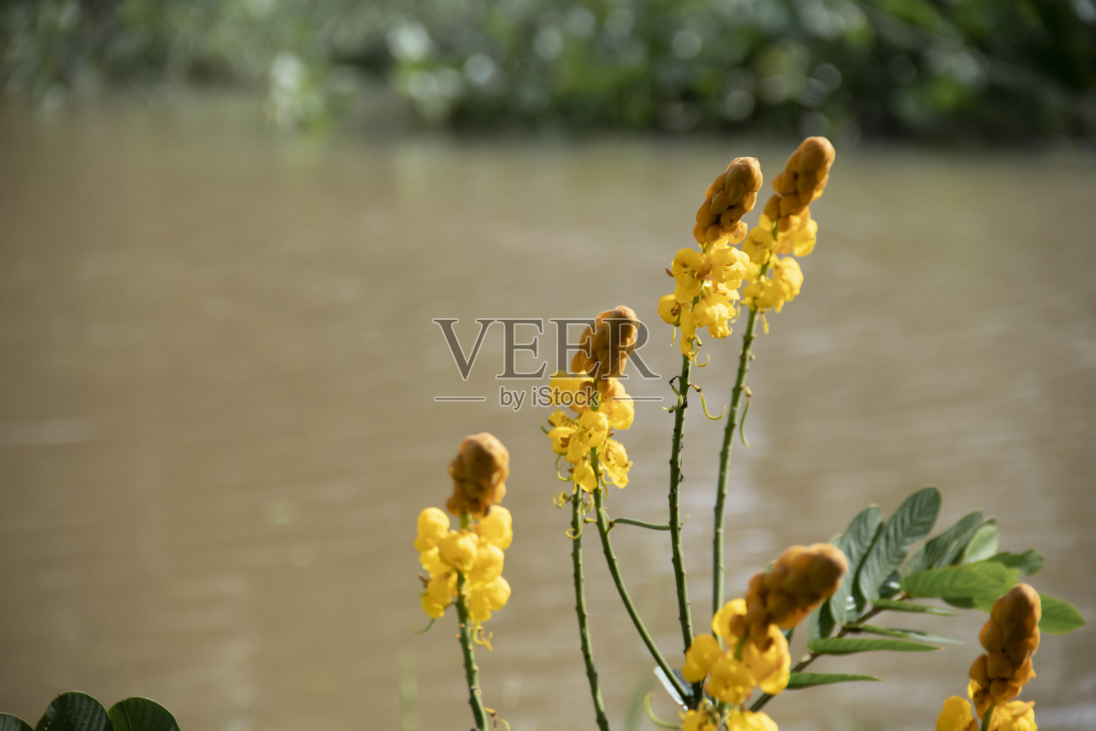 塞纳阿拉塔照片摄影图片