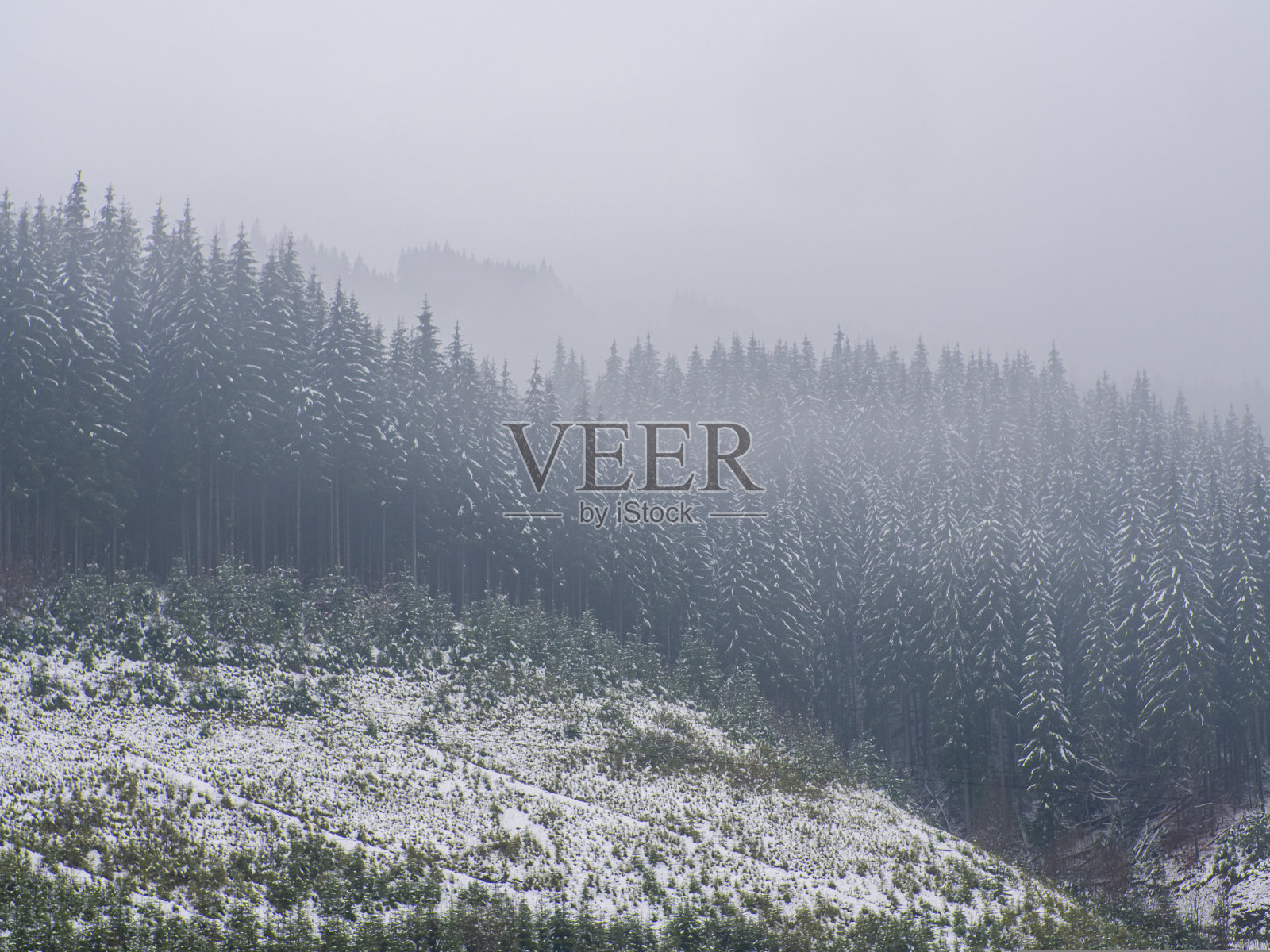 喀尔巴阡山脉的冬季森林照片摄影图片