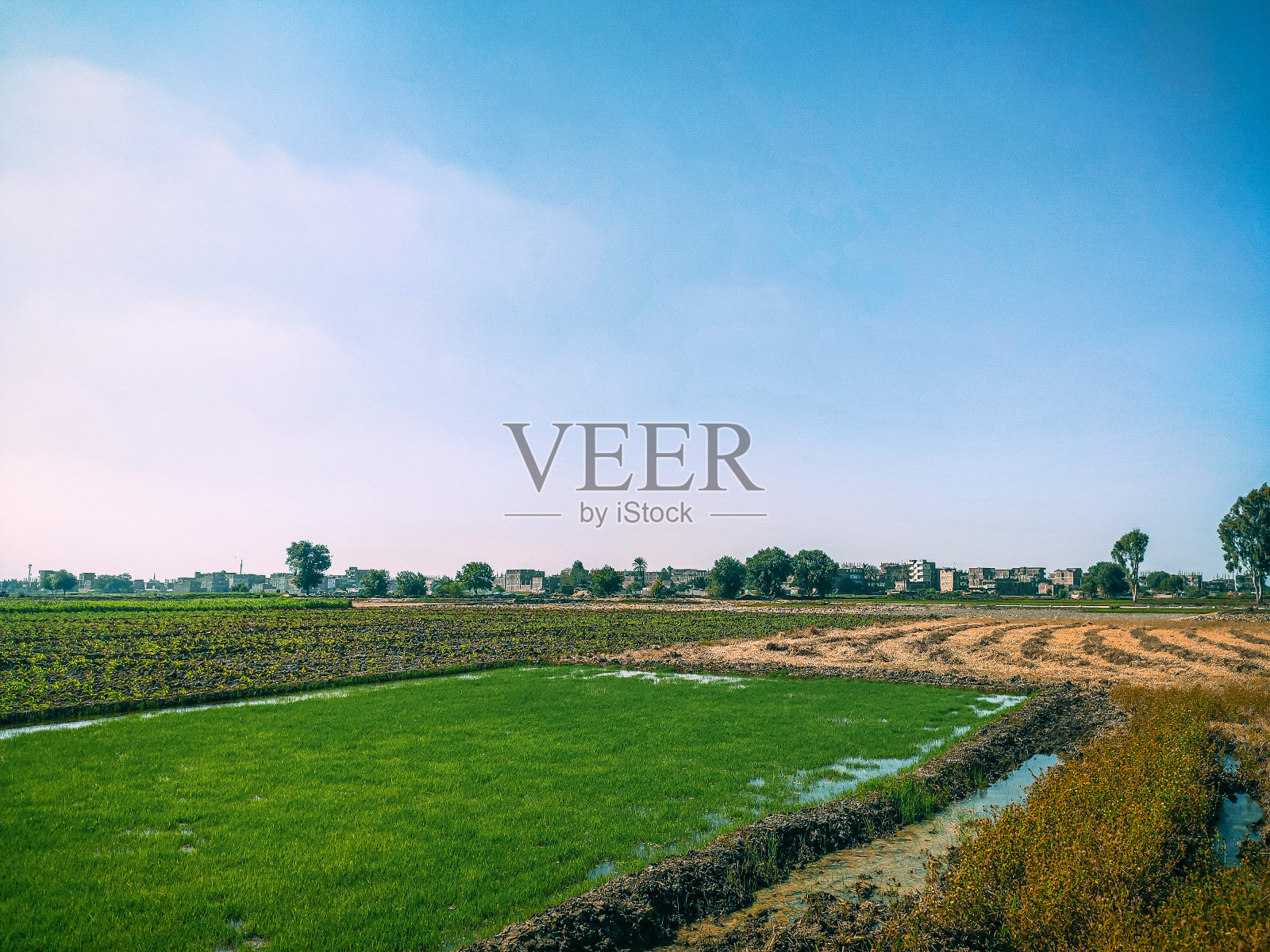 绿色土地照片摄影图片