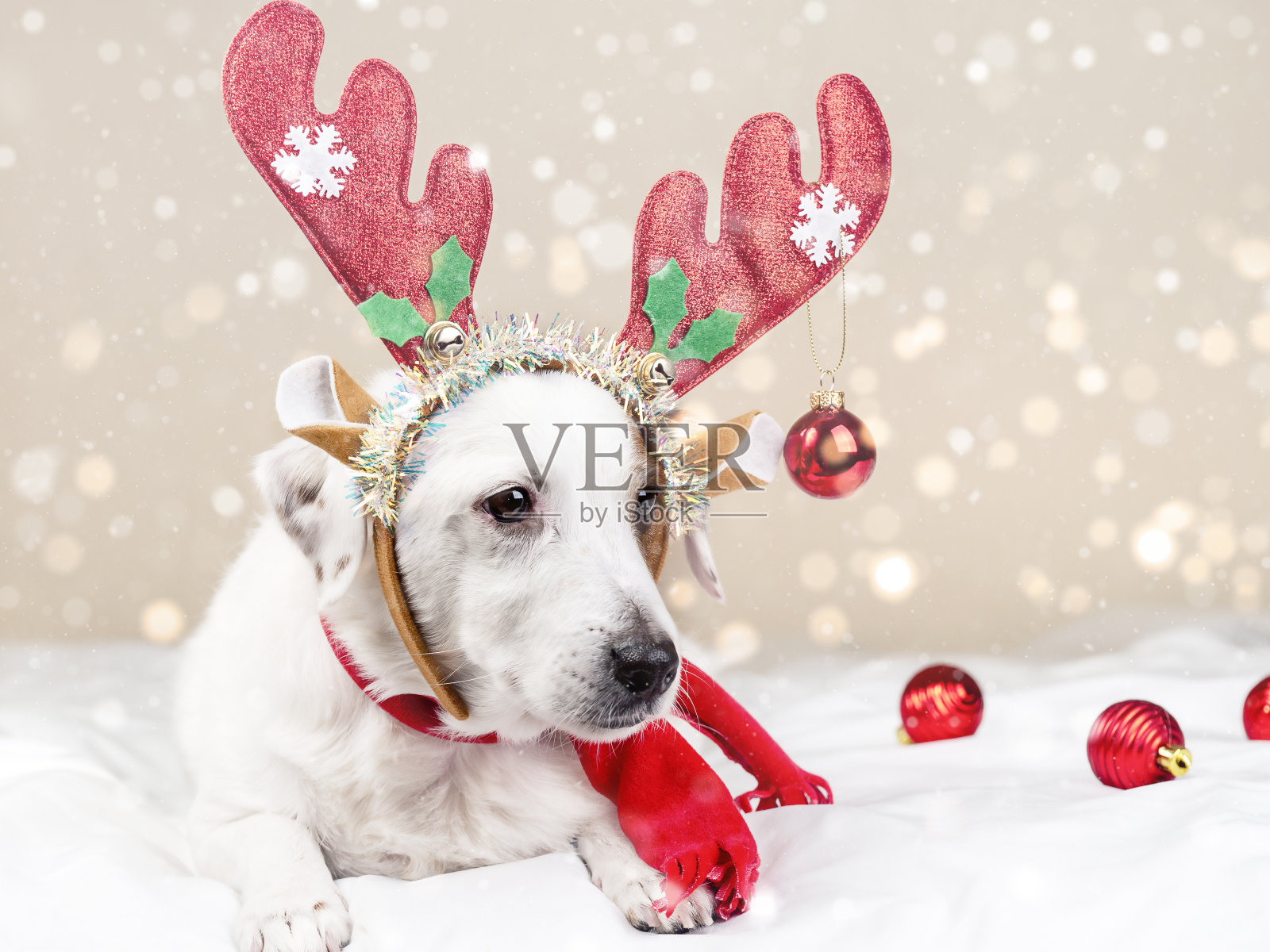 长着驯鹿鹿角的白狗。新年和圣诞节的概念。有趣的宠物照片摄影图片