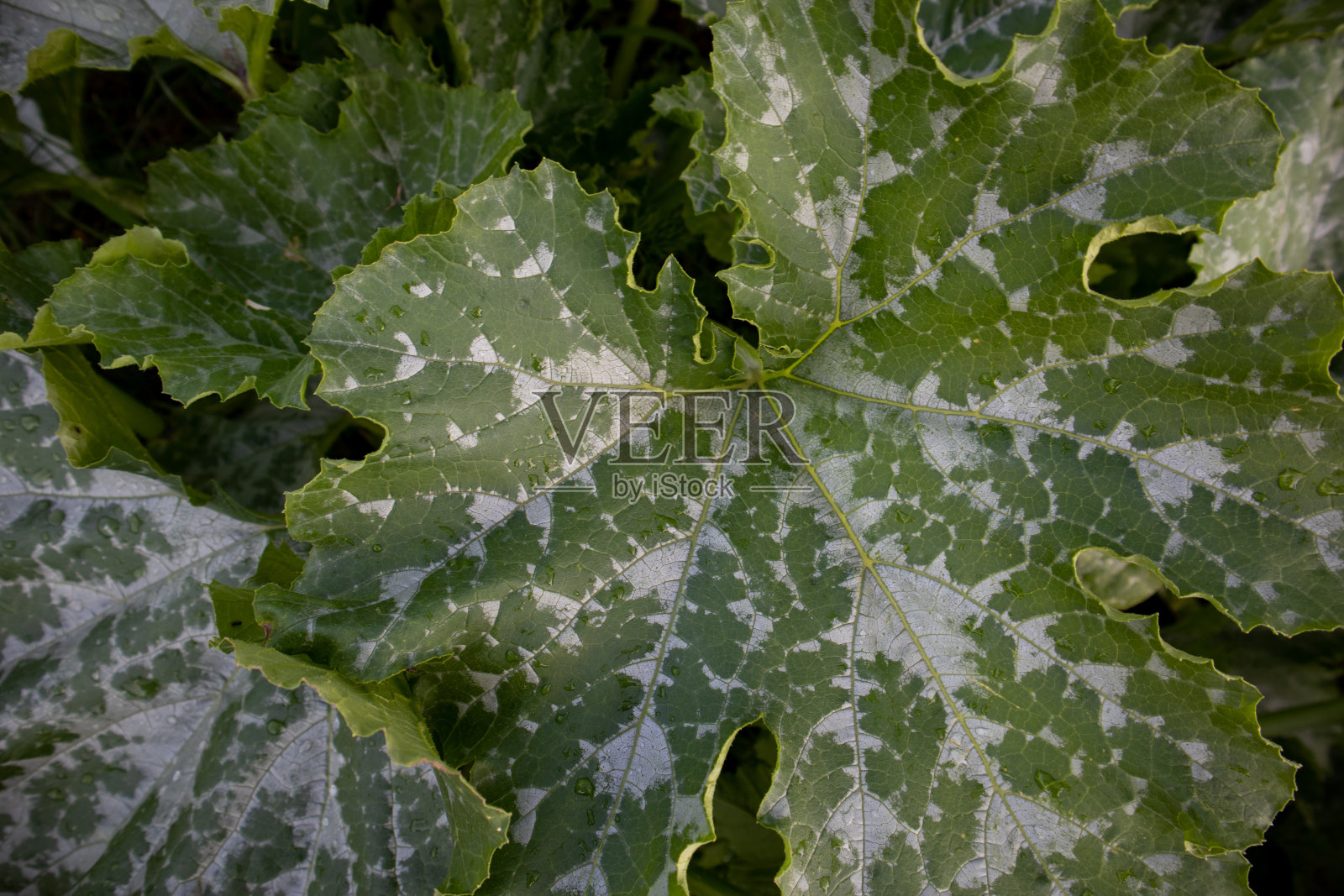 在花园里生长的西葫芦的病叶。照片摄影图片