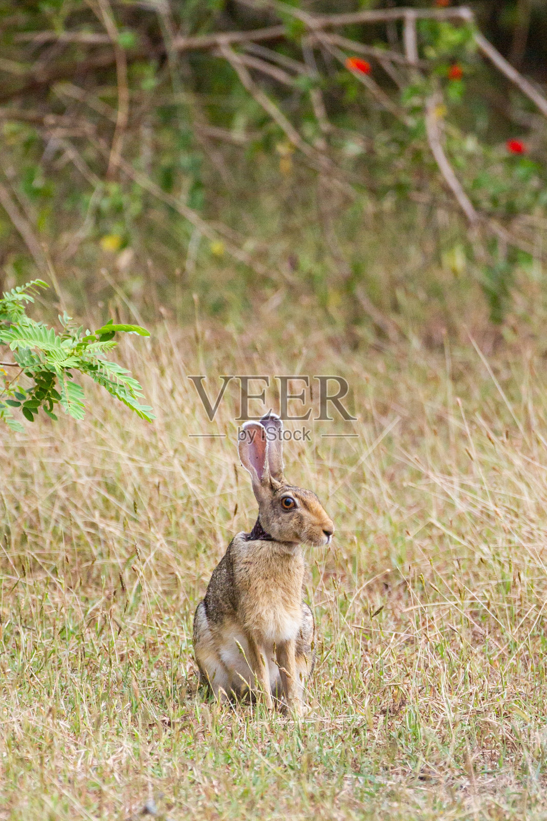斯里兰卡Yala，一只黑枕兔在树荫下休息照片摄影图片