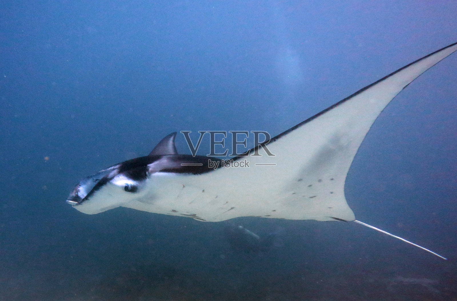 蝠鲼照片摄影图片