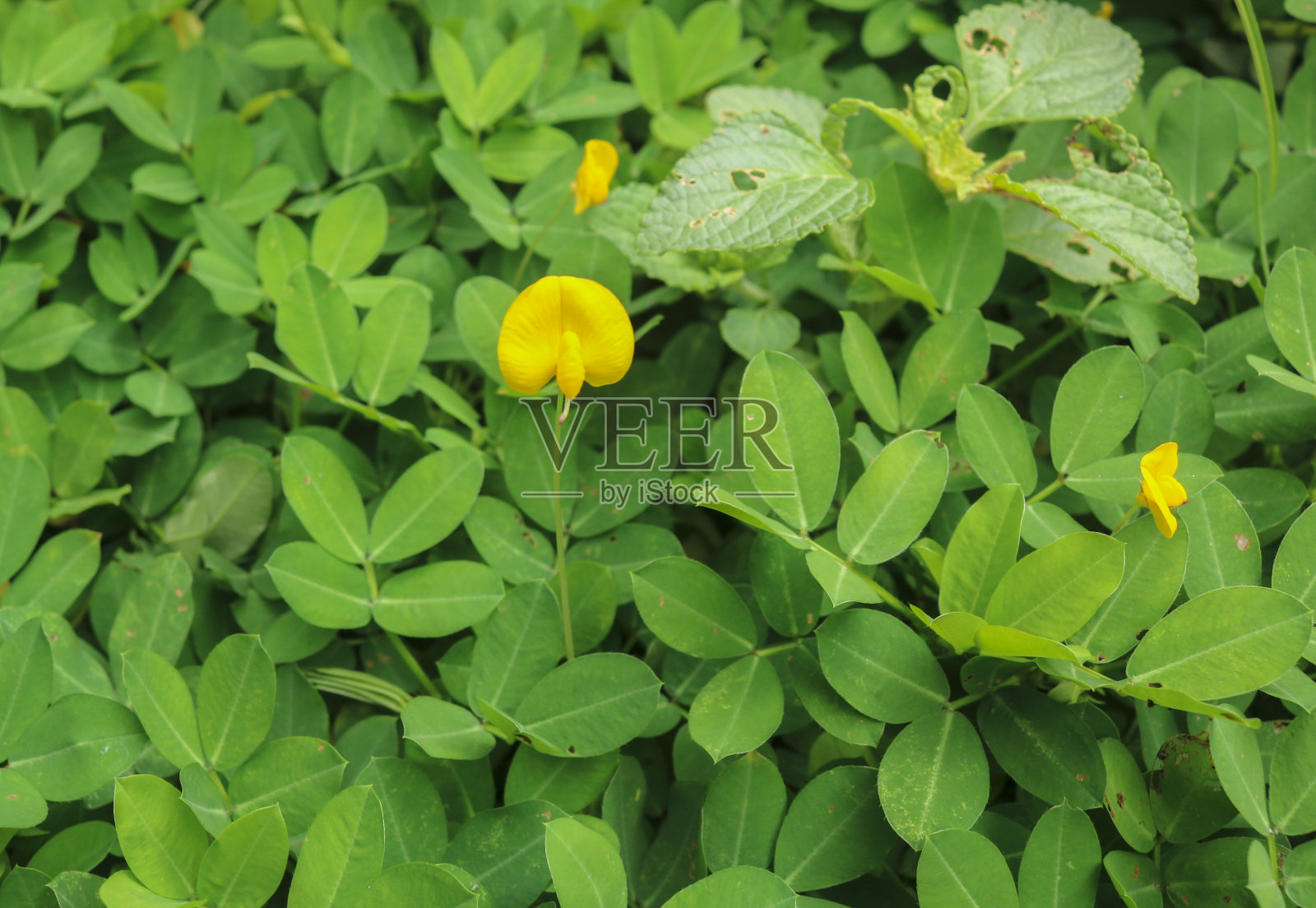 黄色的开花豌豆卷须，花生和藤蔓植物紧密生长照片摄影图片