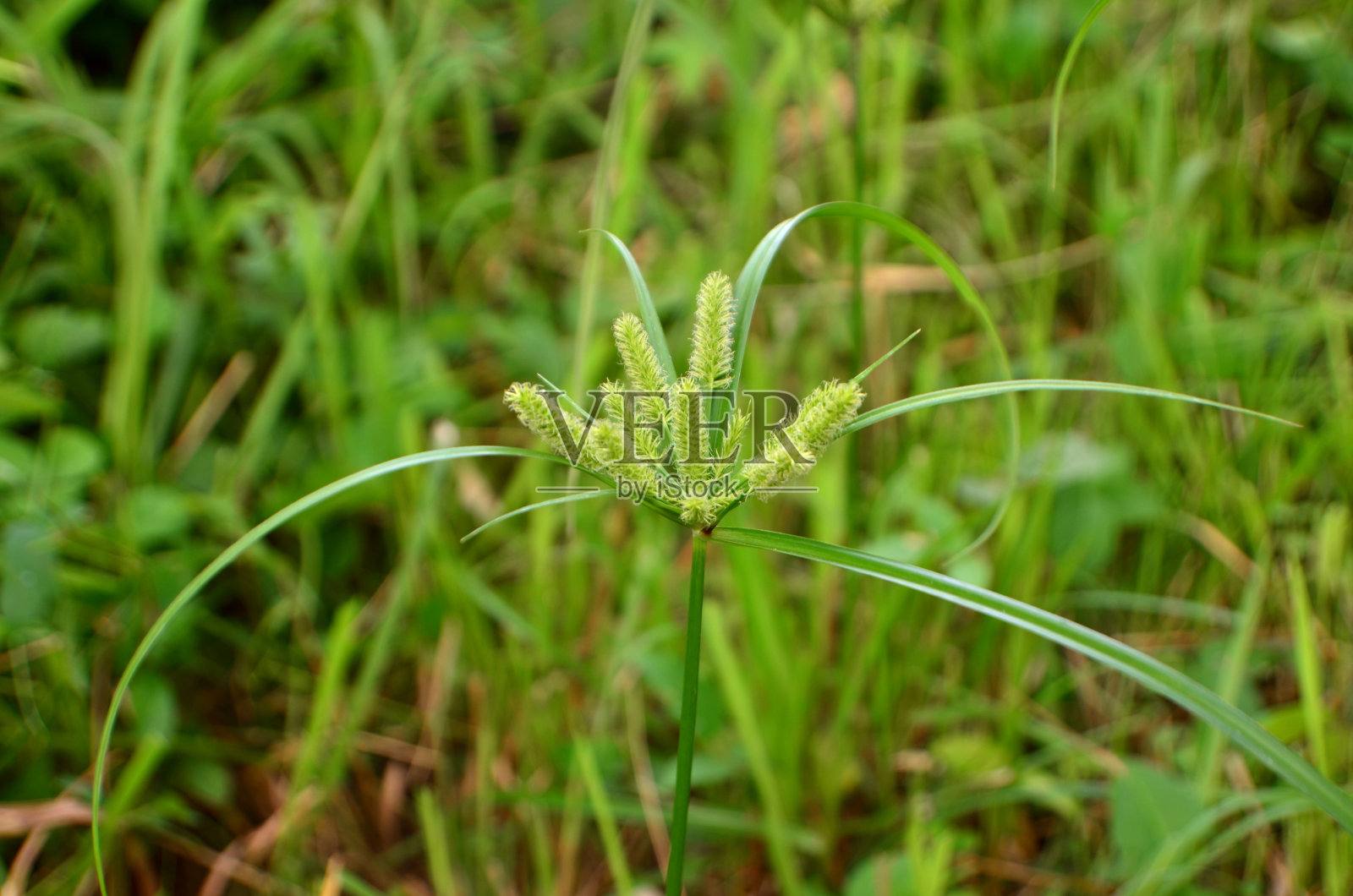 香cyperoides照片摄影图片