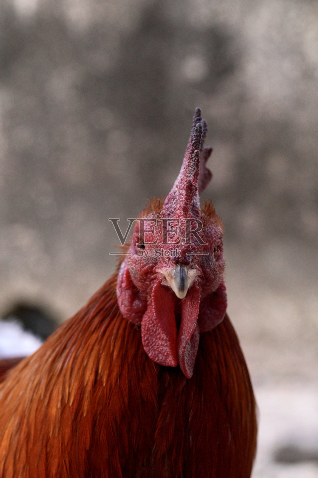 生病的公鸡脸肿了，眼睛红了。照片摄影图片