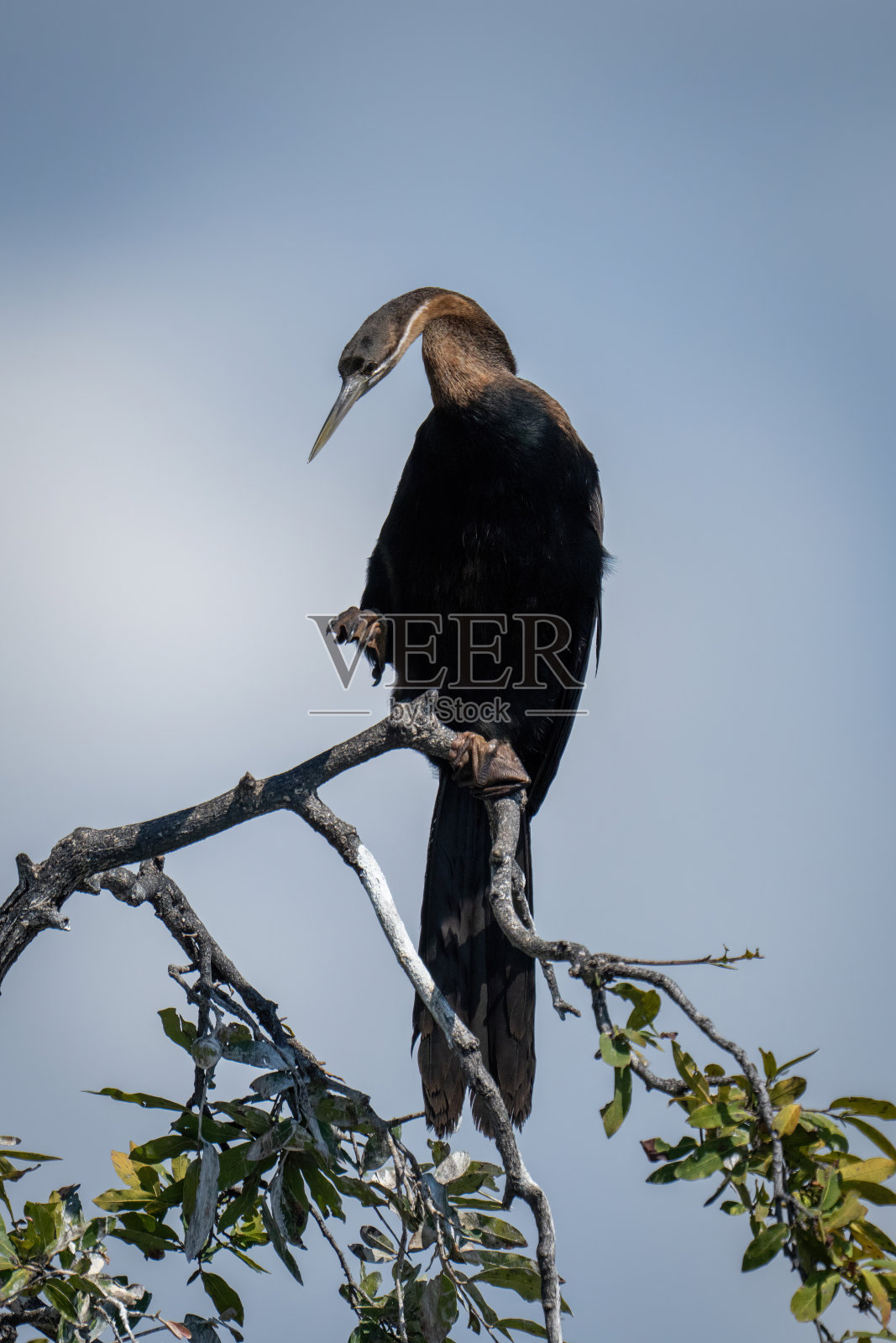 非洲飞镖在多叶的树枝上扭曲脖子照片摄影图片