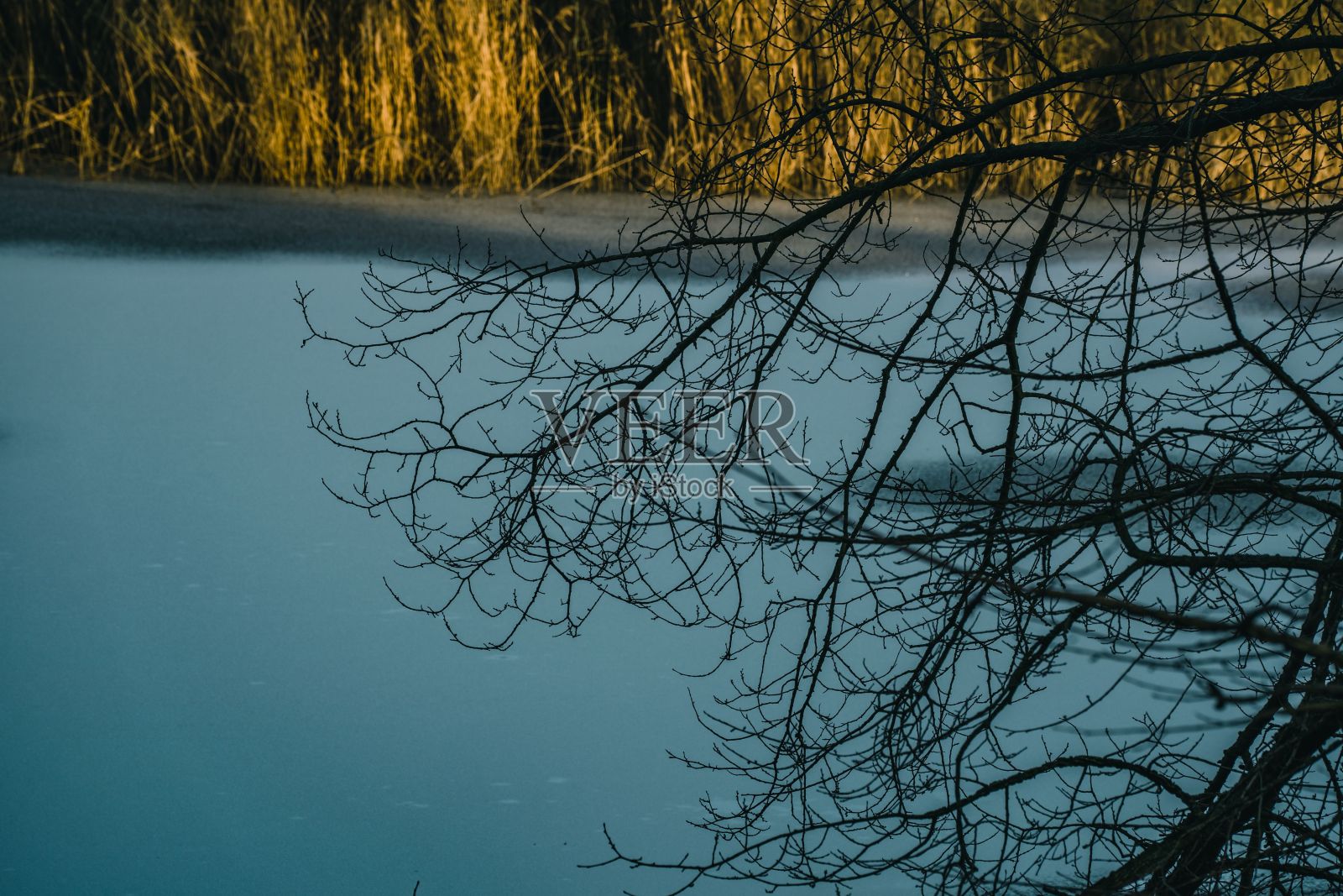 近距离拍摄的一棵树在冬天结冰的湖附近照片摄影图片