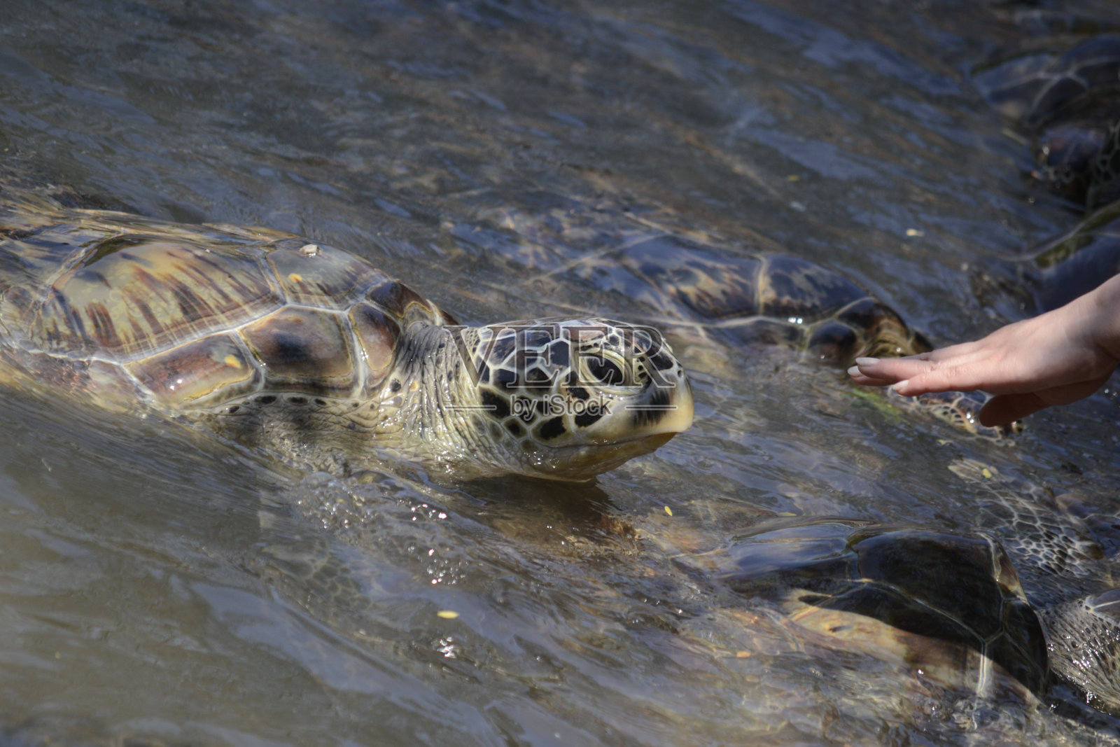 海龟走近那只正要摸它的手照片摄影图片