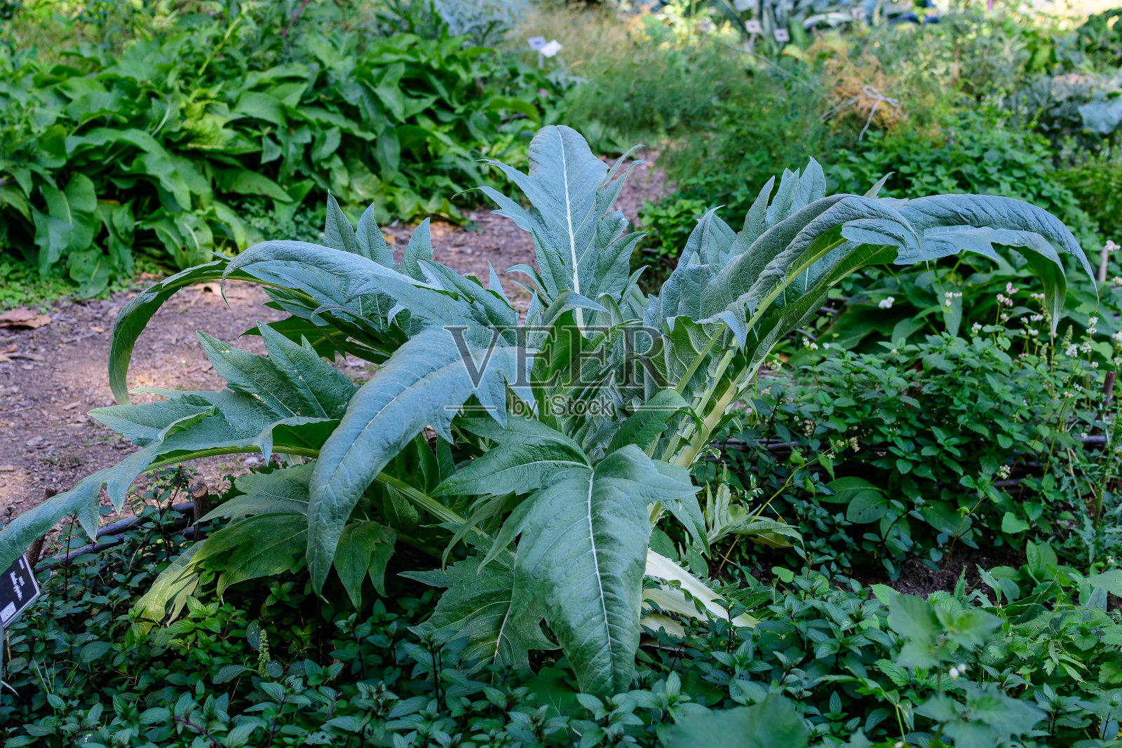 一组生动的绿叶洋蓟植物在有机花园在一个阳光明媚的夏日，美丽的户外单色背景拍摄与软焦点照片摄影图片