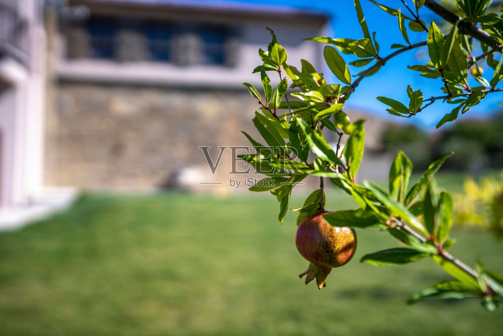 特写镜头的石榴枝与绿叶在模糊的背景照片摄影图片