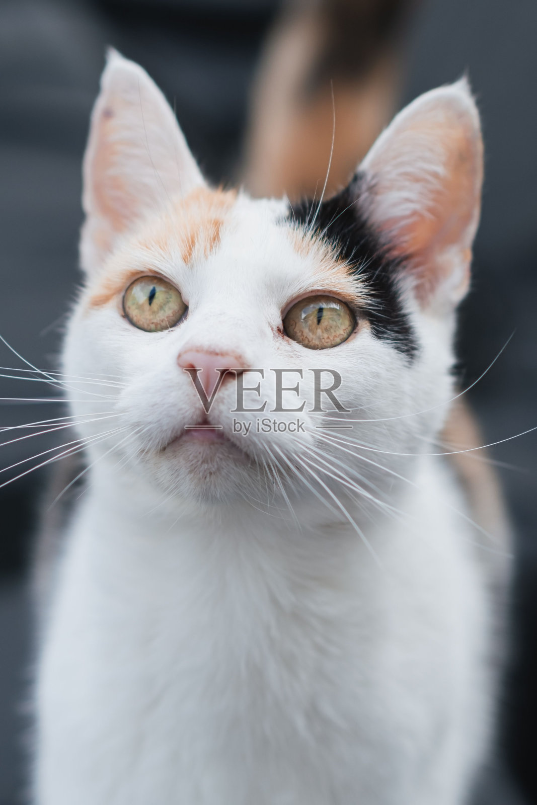 一个可爱的印花布猫的垂直特写肖像照片摄影图片