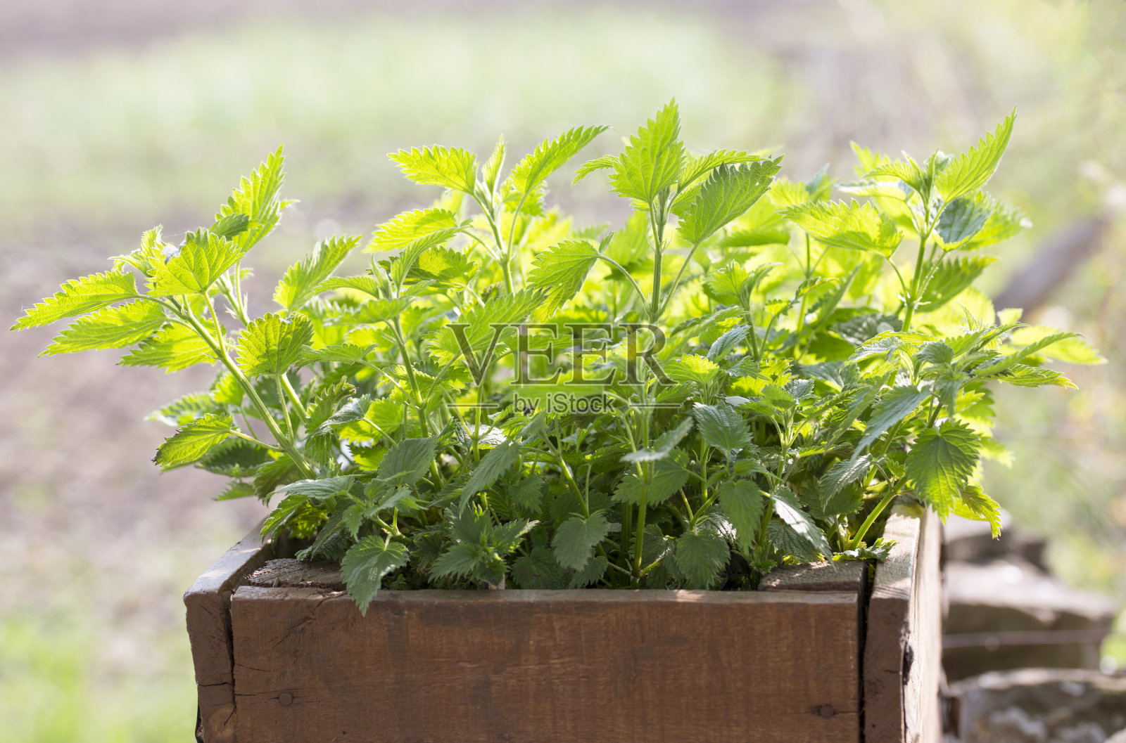荨麻植物。刺荨麻雌雄异株。照片摄影图片