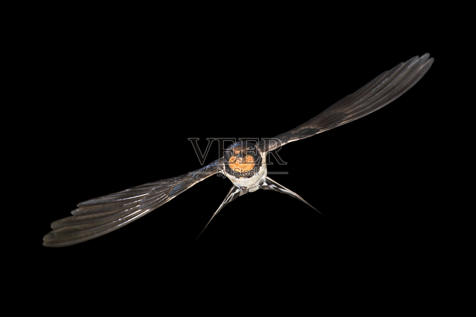 谷仓燕子在黑色背景上飞行照片摄影图片