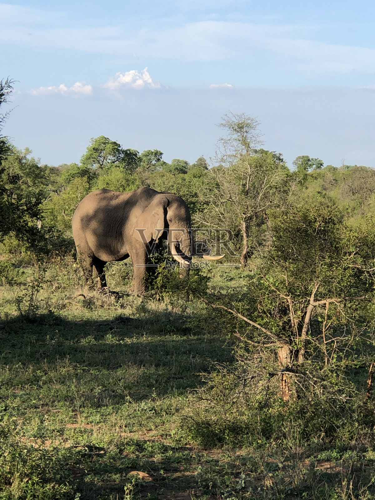 一头大象照片摄影图片