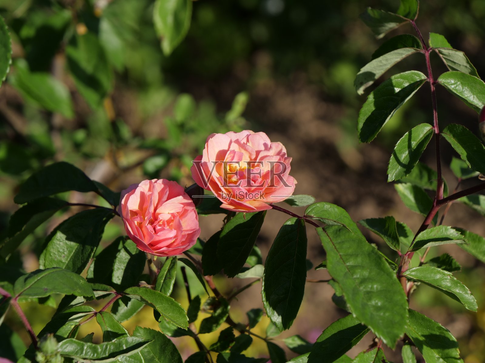 罗莎·科妮莉亚照片摄影图片