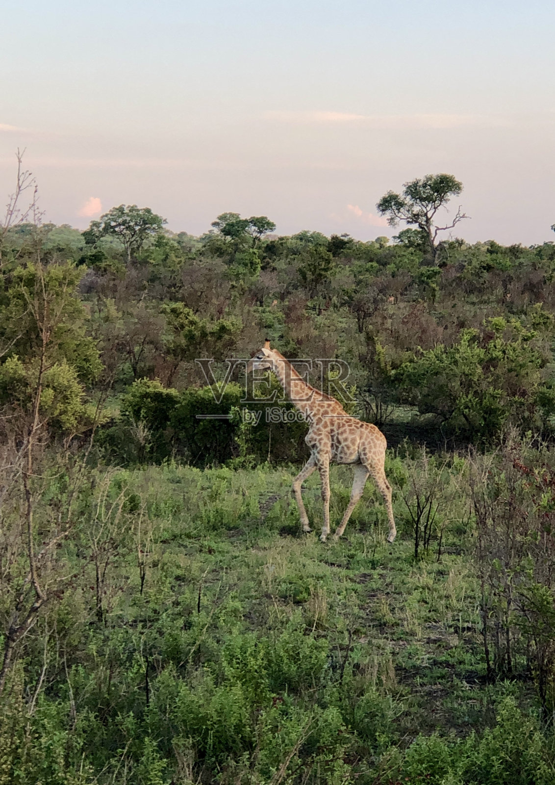 一只长颈鹿照片摄影图片