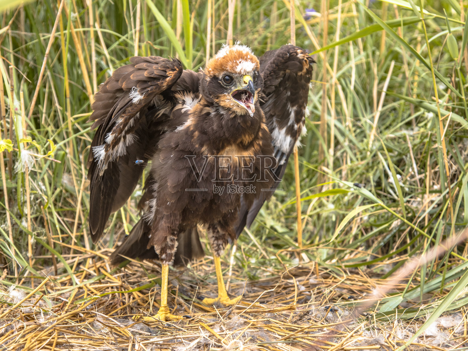 西部沼泽鹞照片摄影图片