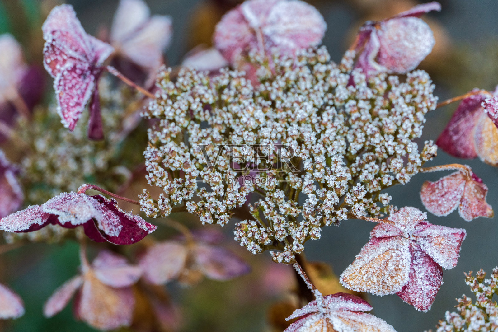 冰冻的绣球花照片摄影图片