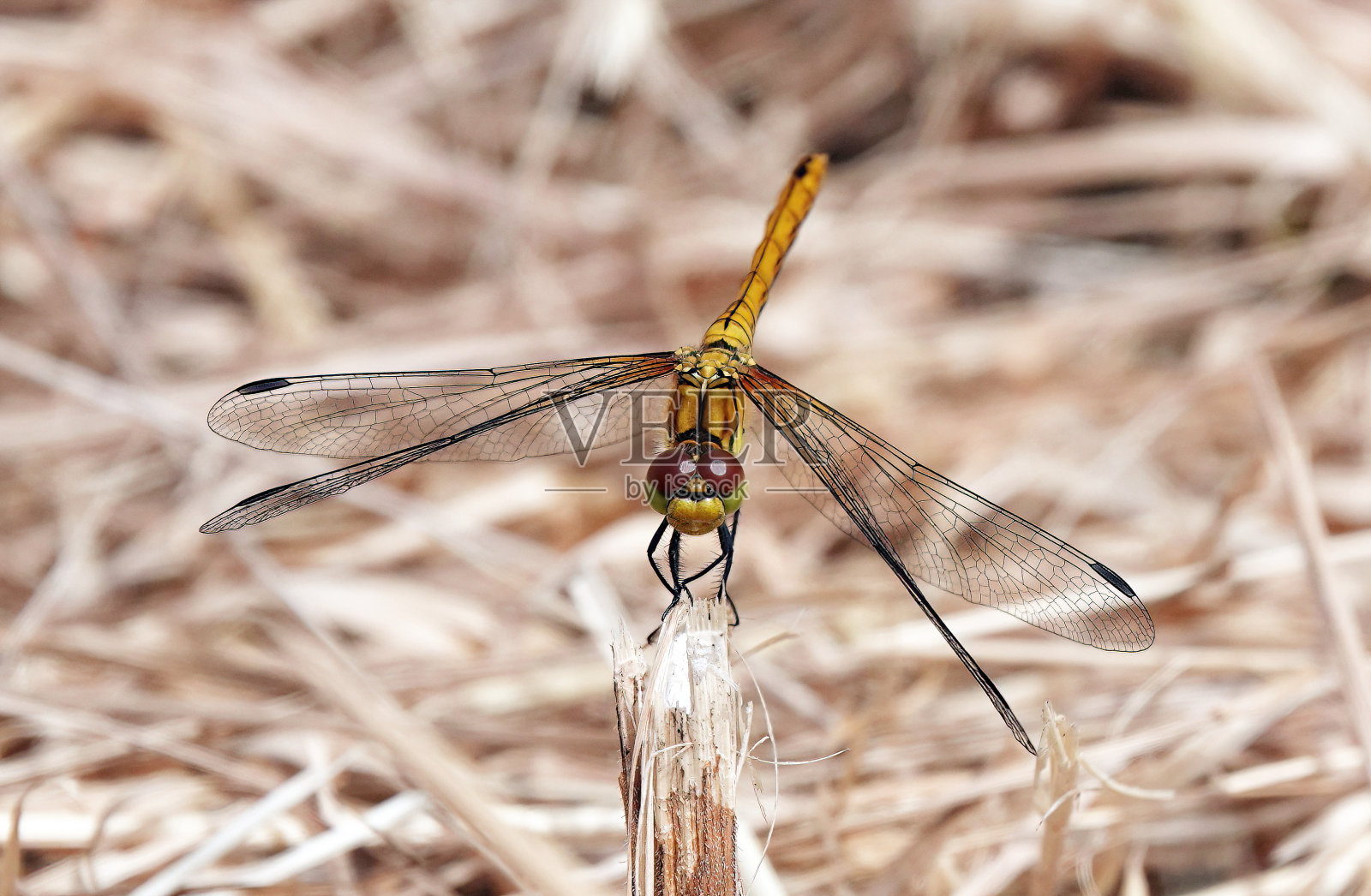 这是一只红色的飞镖蜻蜓的特写，它栖息在一株植物的茎上。照片摄影图片