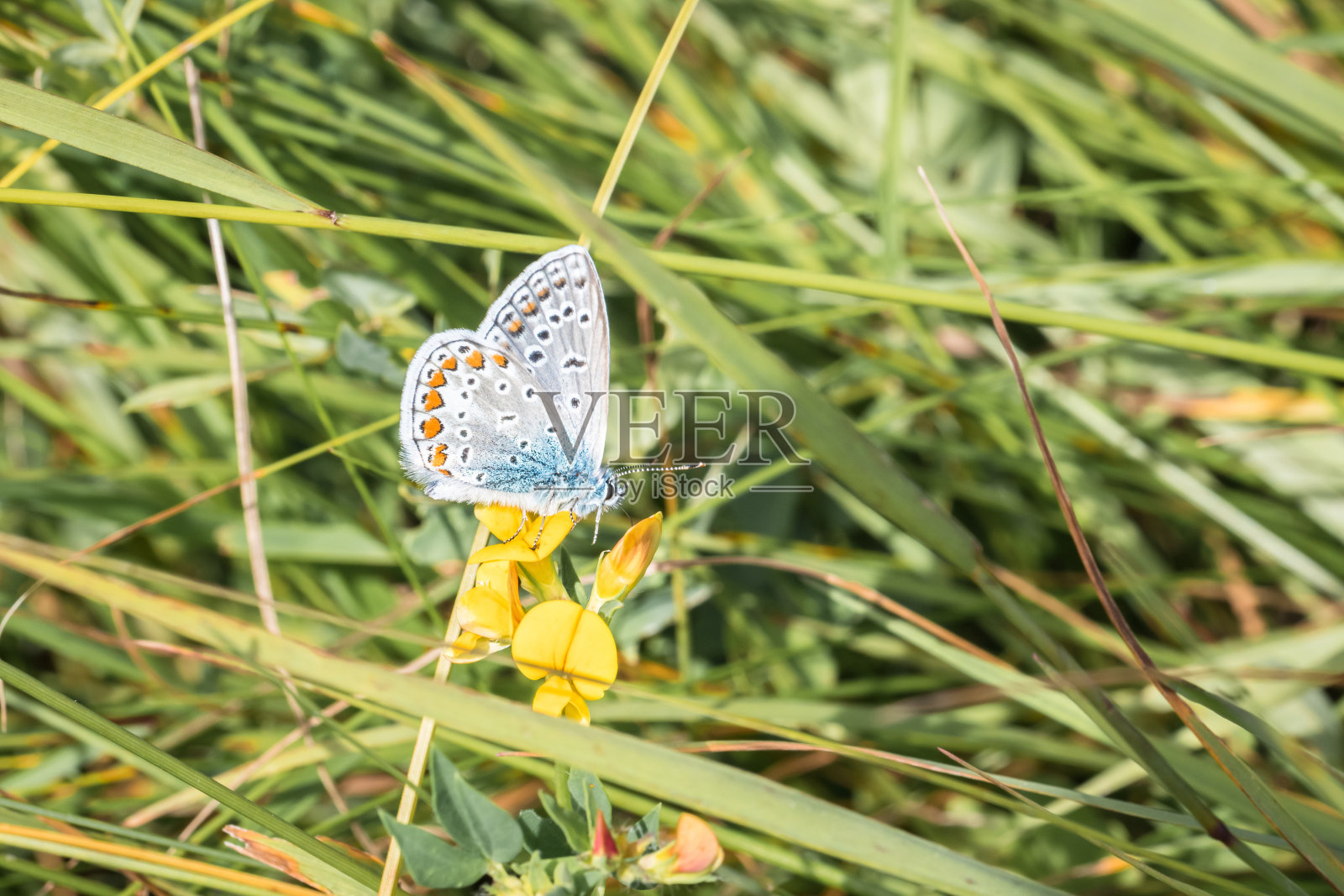 白色三叶草蓝色蝴蝶坐在草地上黄色的花在夏天的阳光，德国照片摄影图片