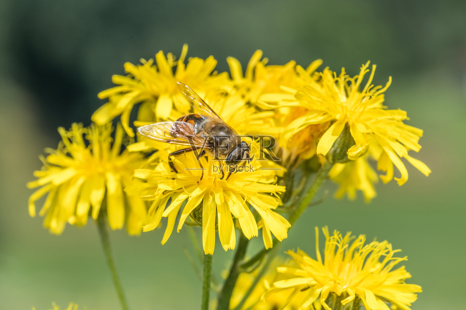 食蚜蝇坐在蒲公英的黄色花朵上收集花粉在夏天的草地上，德国照片摄影图片