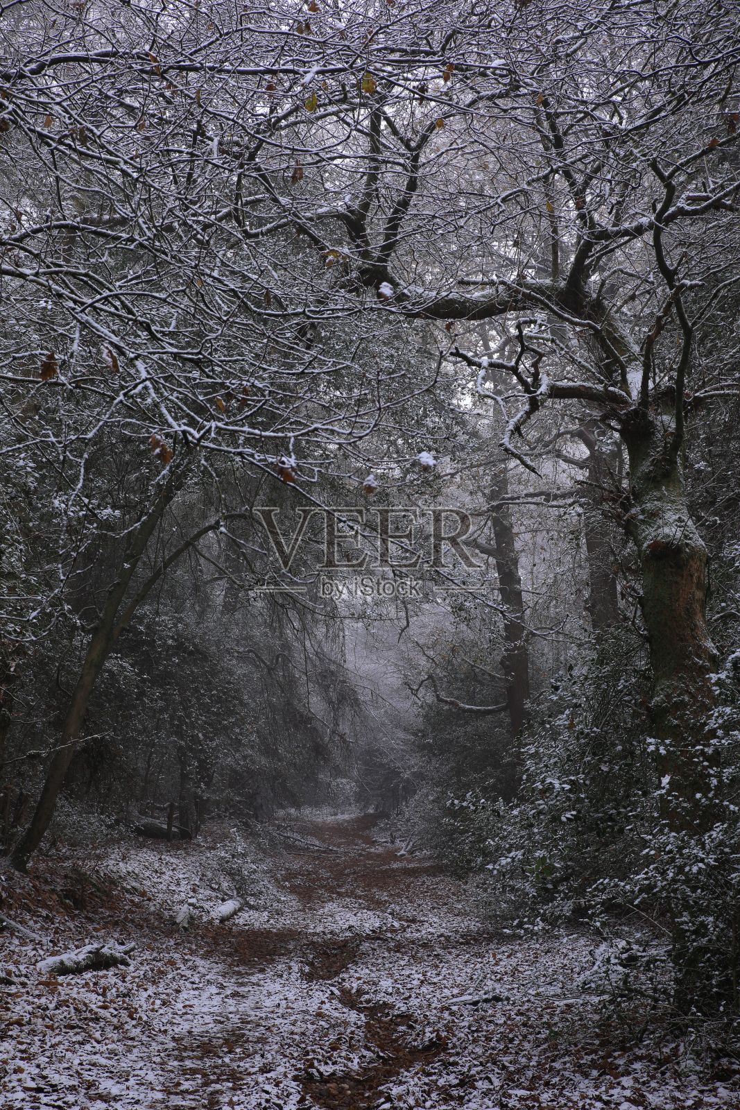 在寒冷的一天，伯明翰萨顿公园的树木垂直拍摄照片摄影图片