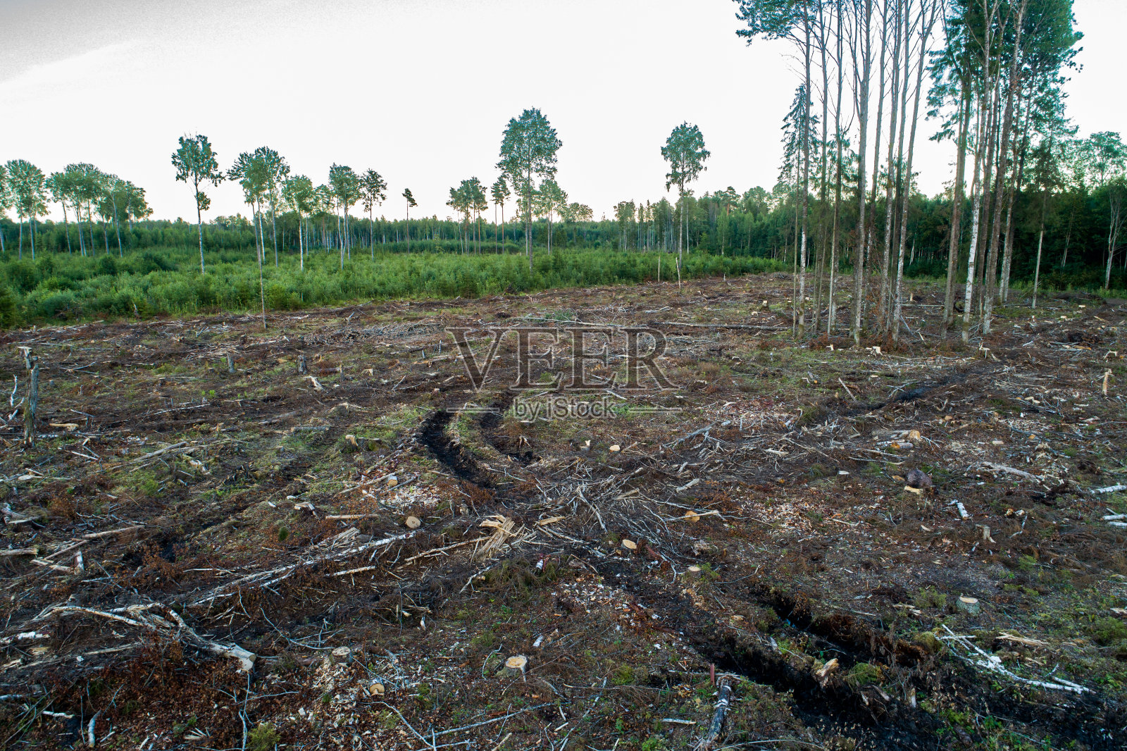 爱沙尼亚夏日傍晚，高角度拍摄了一片有种子树的清晰区域照片摄影图片