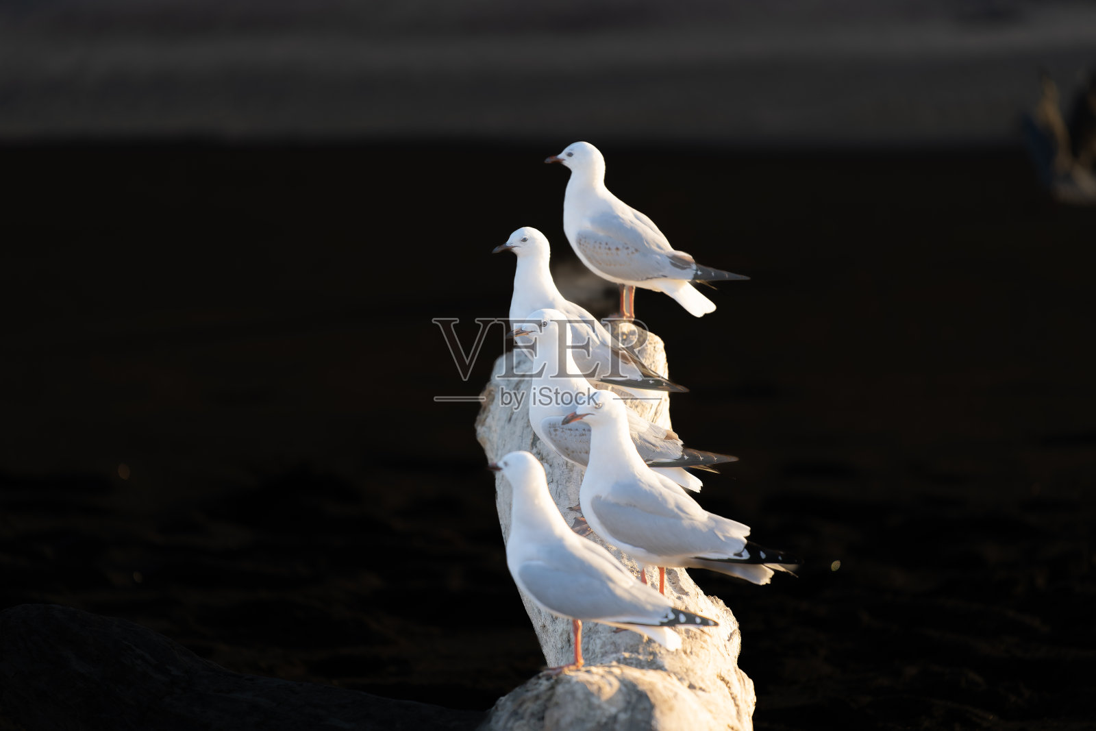 一群海鸥站在原木上日落，太阳照亮他们在黑色背景照片摄影图片