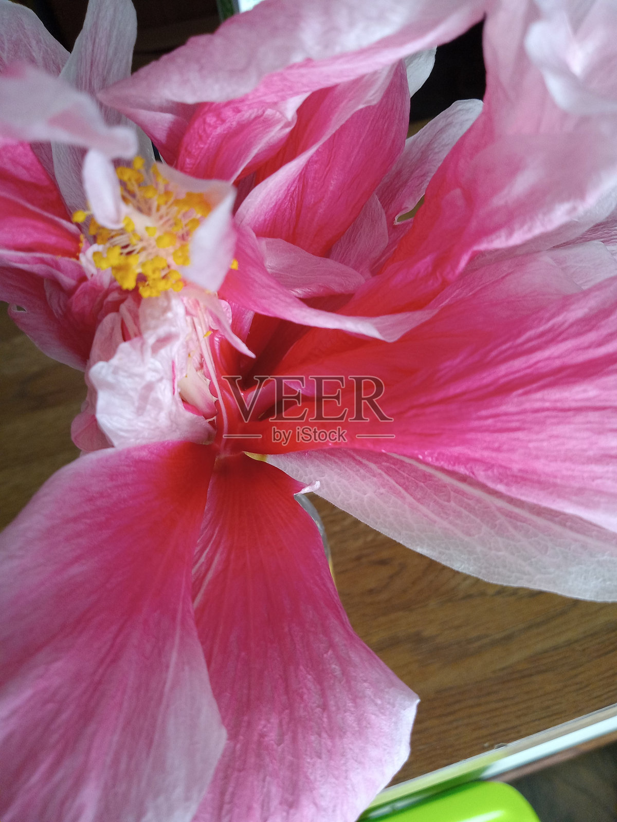 圣诞节芙蓉照片摄影图片