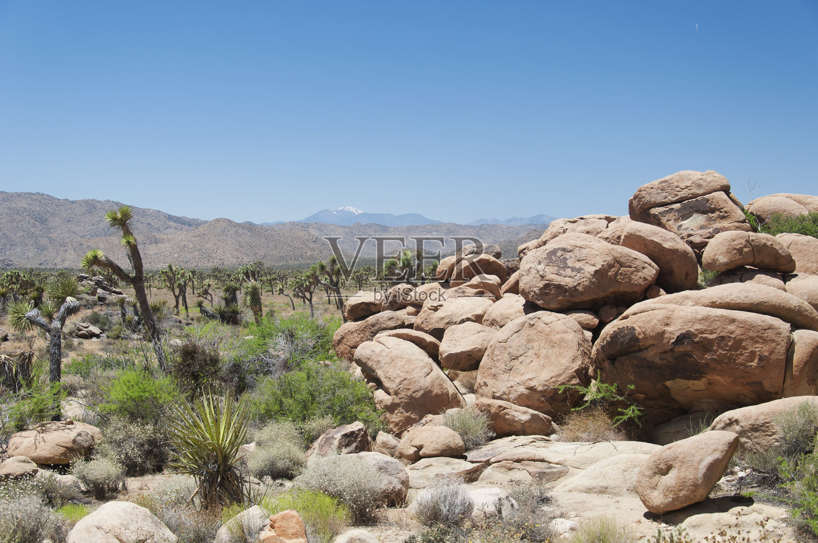 约书亚树国家公园大卵石和加利福尼亚丝兰棕榈树照片摄影图片