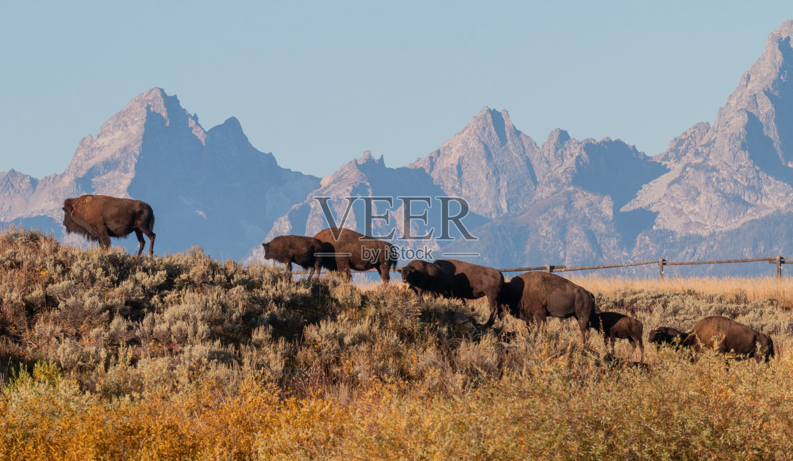 大提顿国家公园秋天的野牛照片摄影图片