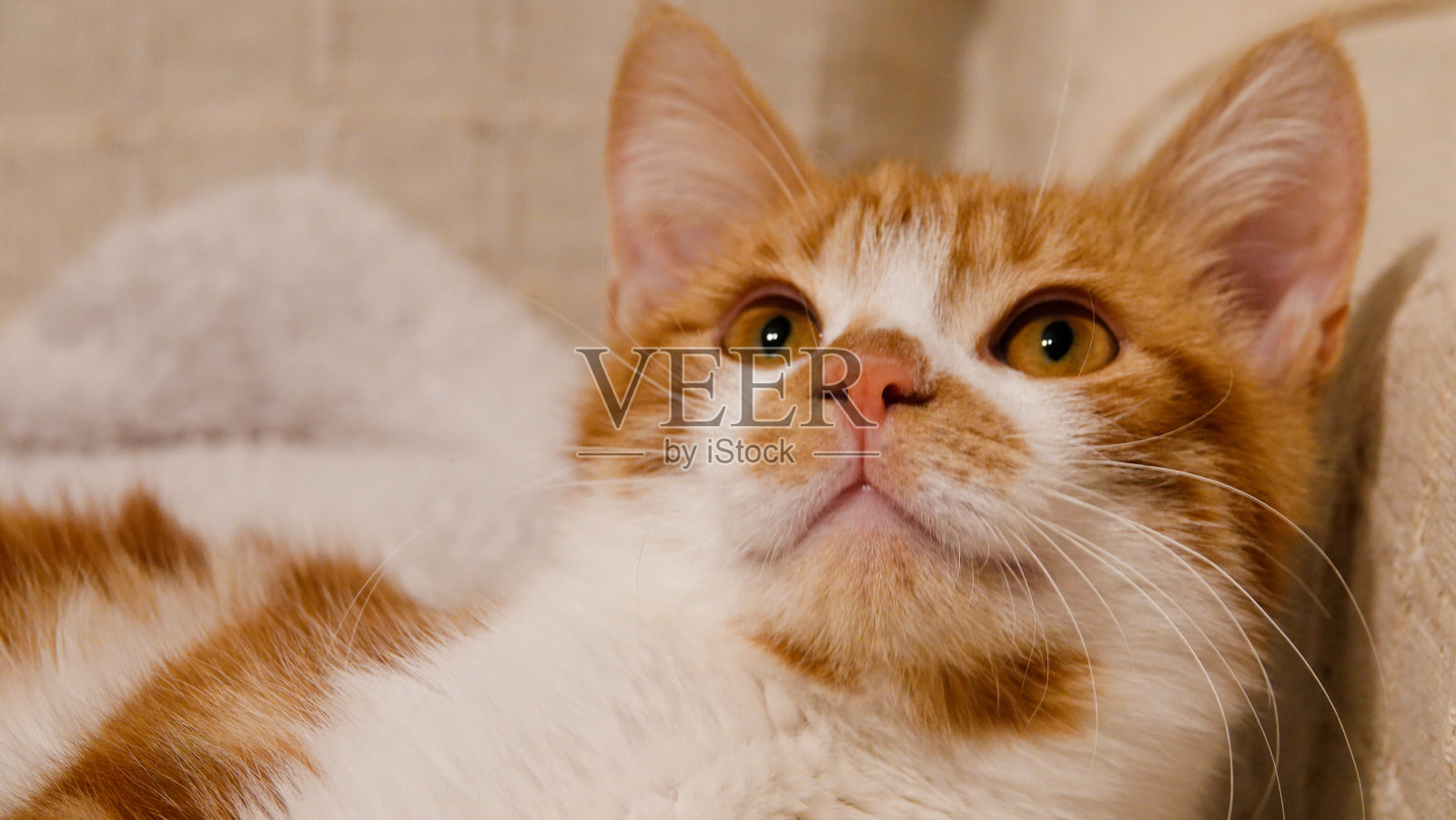 可爱无辜的橙色斑猫聚精会神地看着空旷的空间照片摄影图片