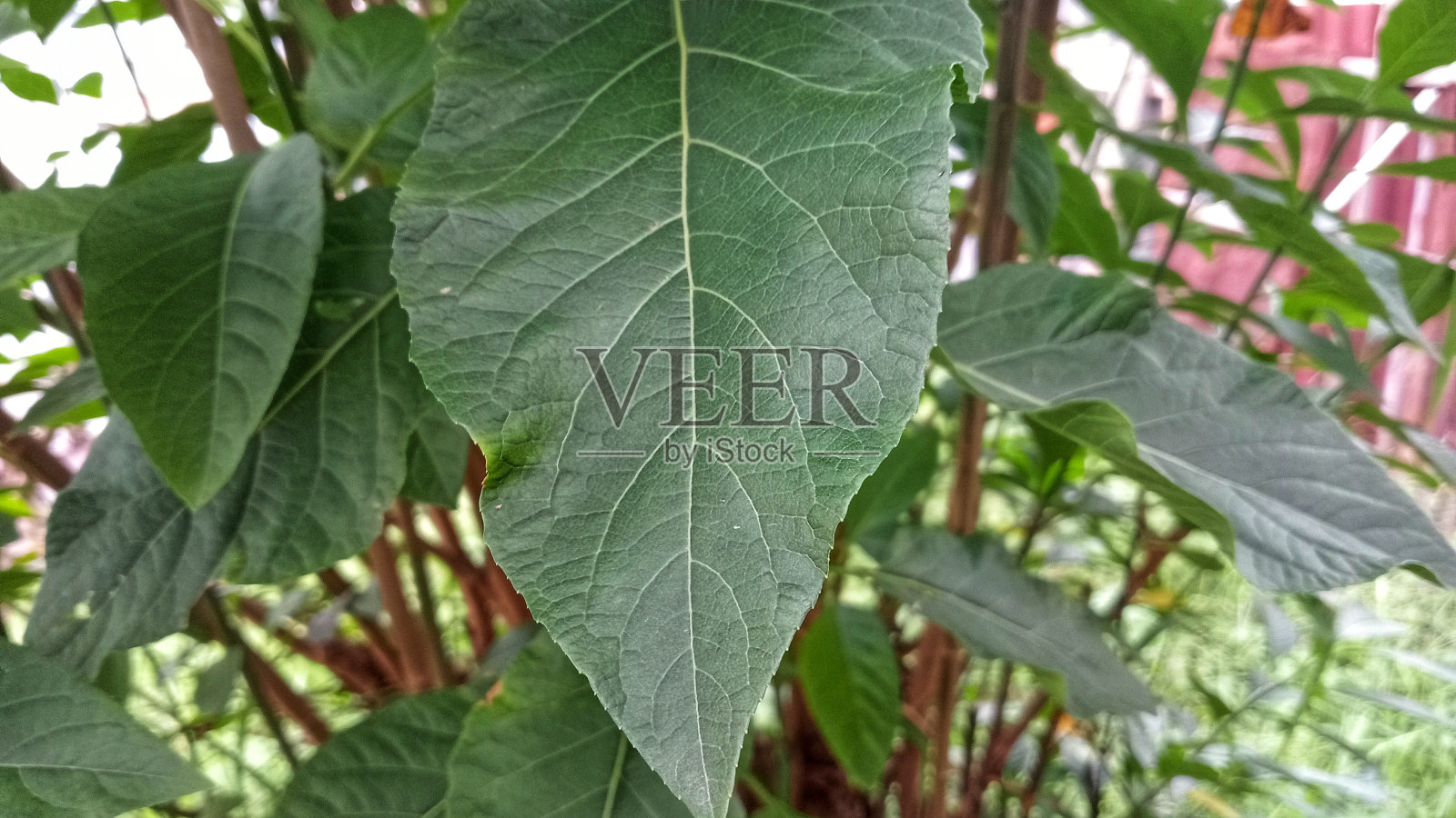 花园中绿色植物叶子的美丽照片摄影图片