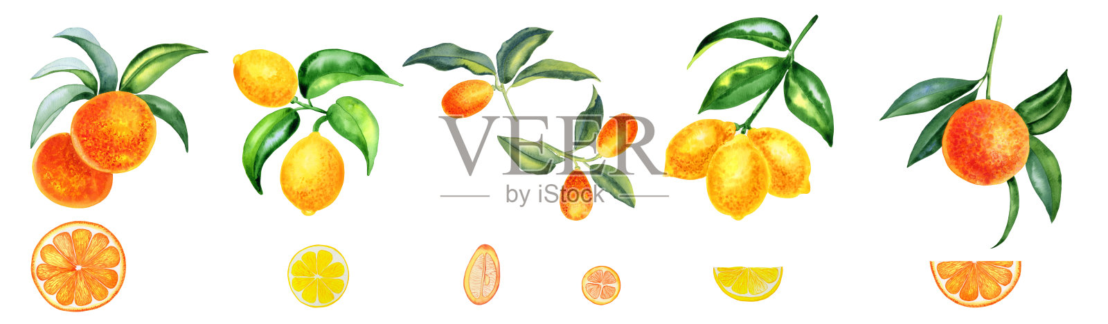 橘子，金桔和柠檬在树枝水彩集插图。手绘剪纸柑橘类水果与叶子。植物写实插图的水果片和一半。插画图片素材