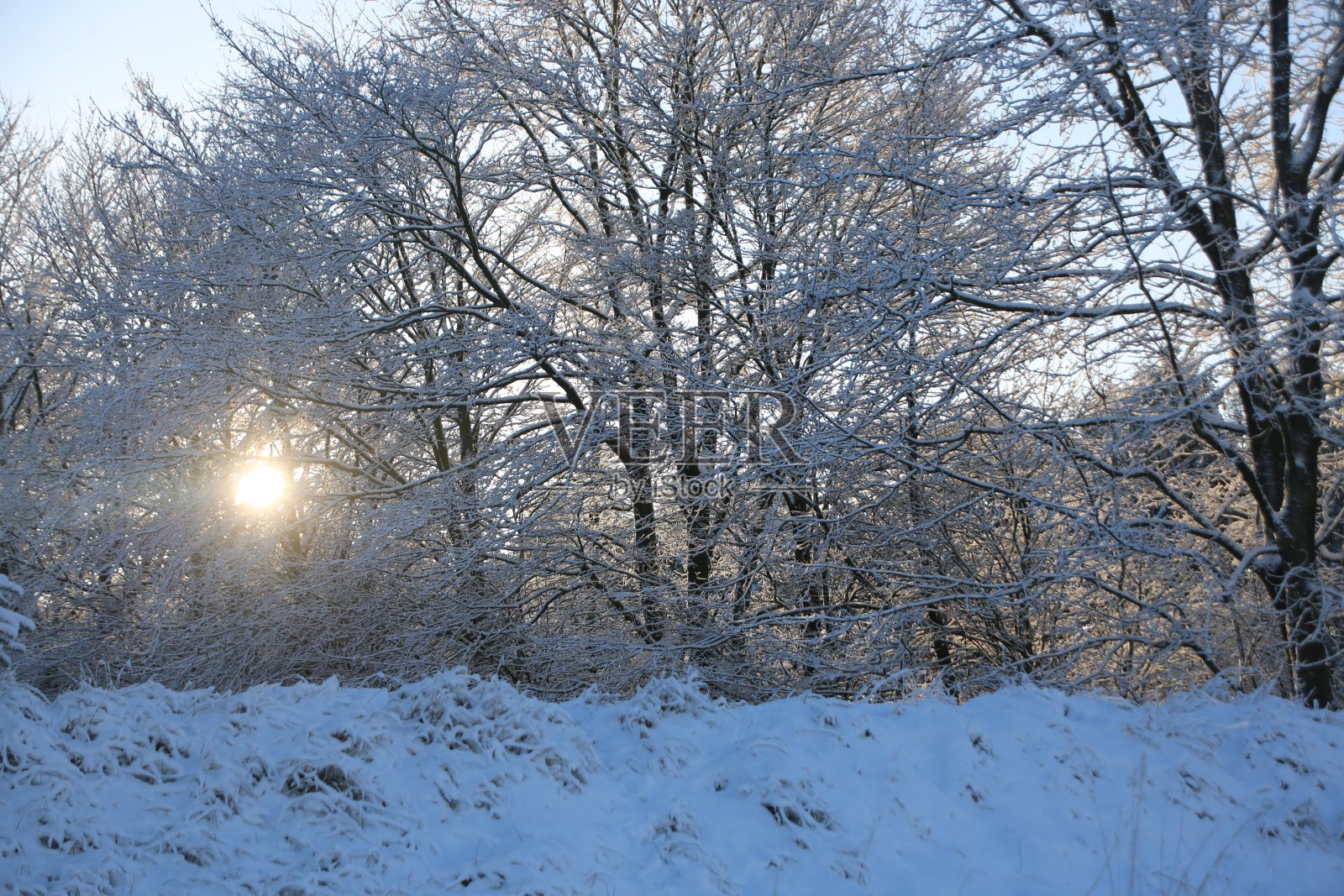 森林和阳光照片摄影图片