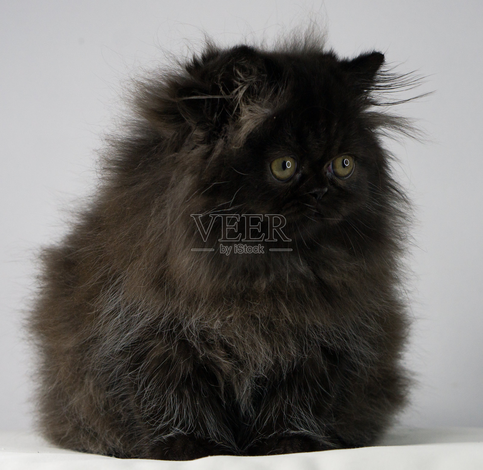 壮观的长毛黑猫与完全白色的背景照片摄影图片