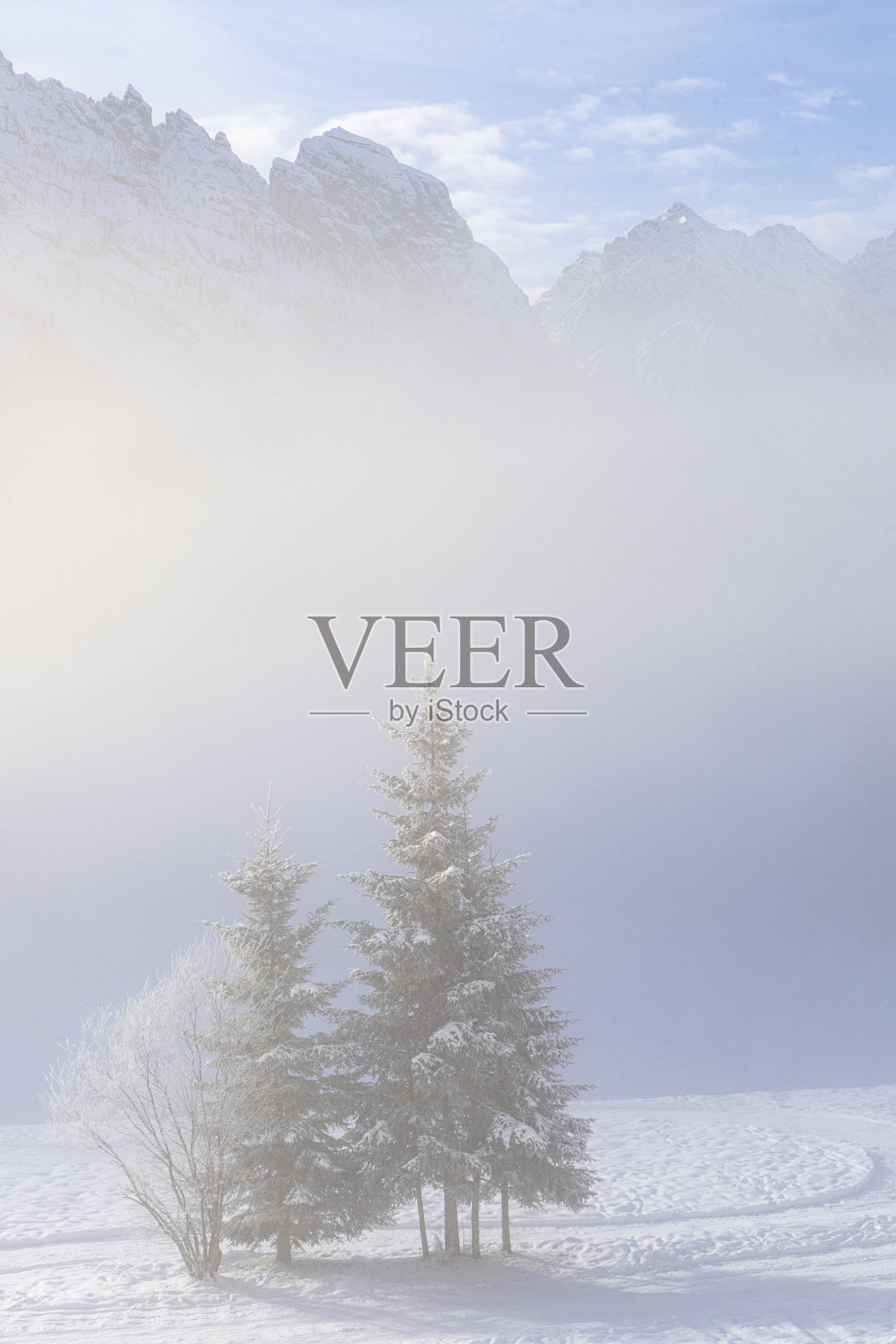 雪中的松树照片摄影图片