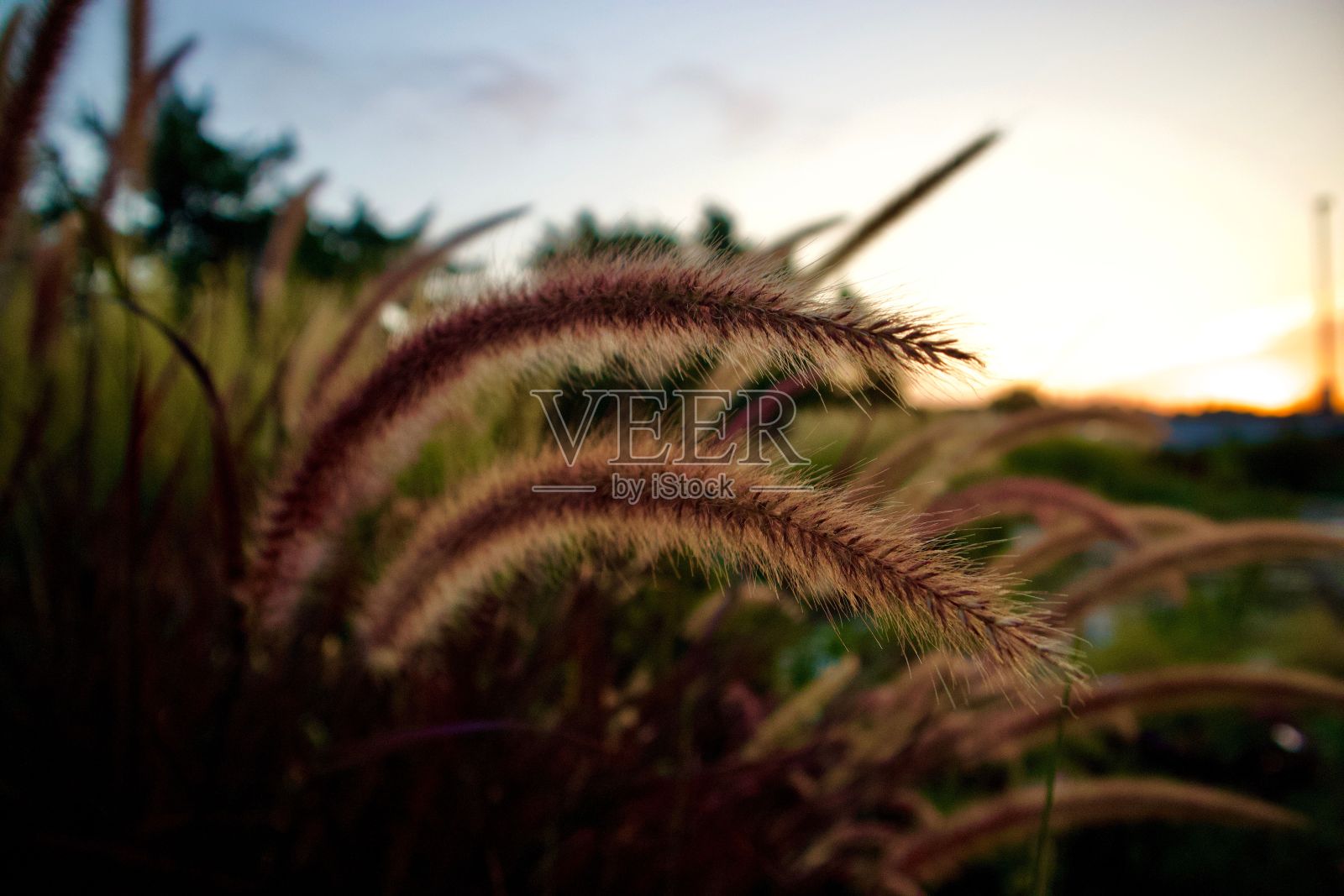 金色喷泉草作为背景照片摄影图片