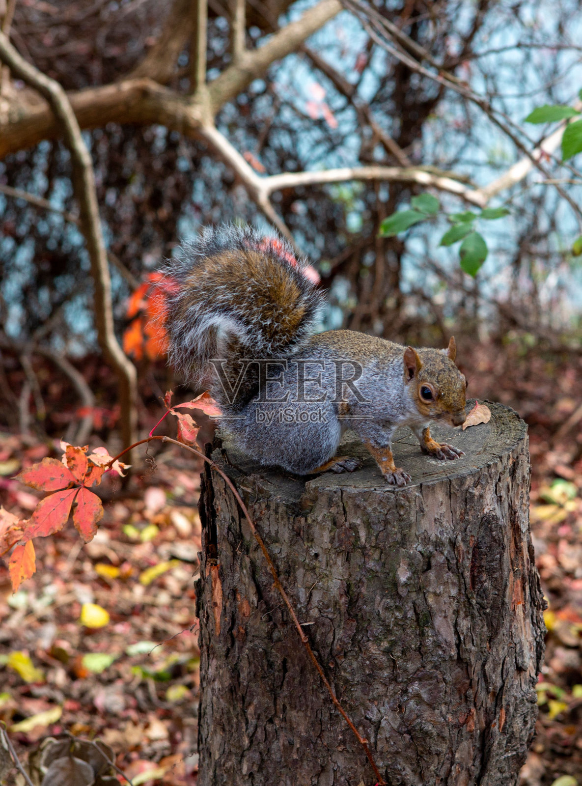 松鼠在伐木上休息照片摄影图片