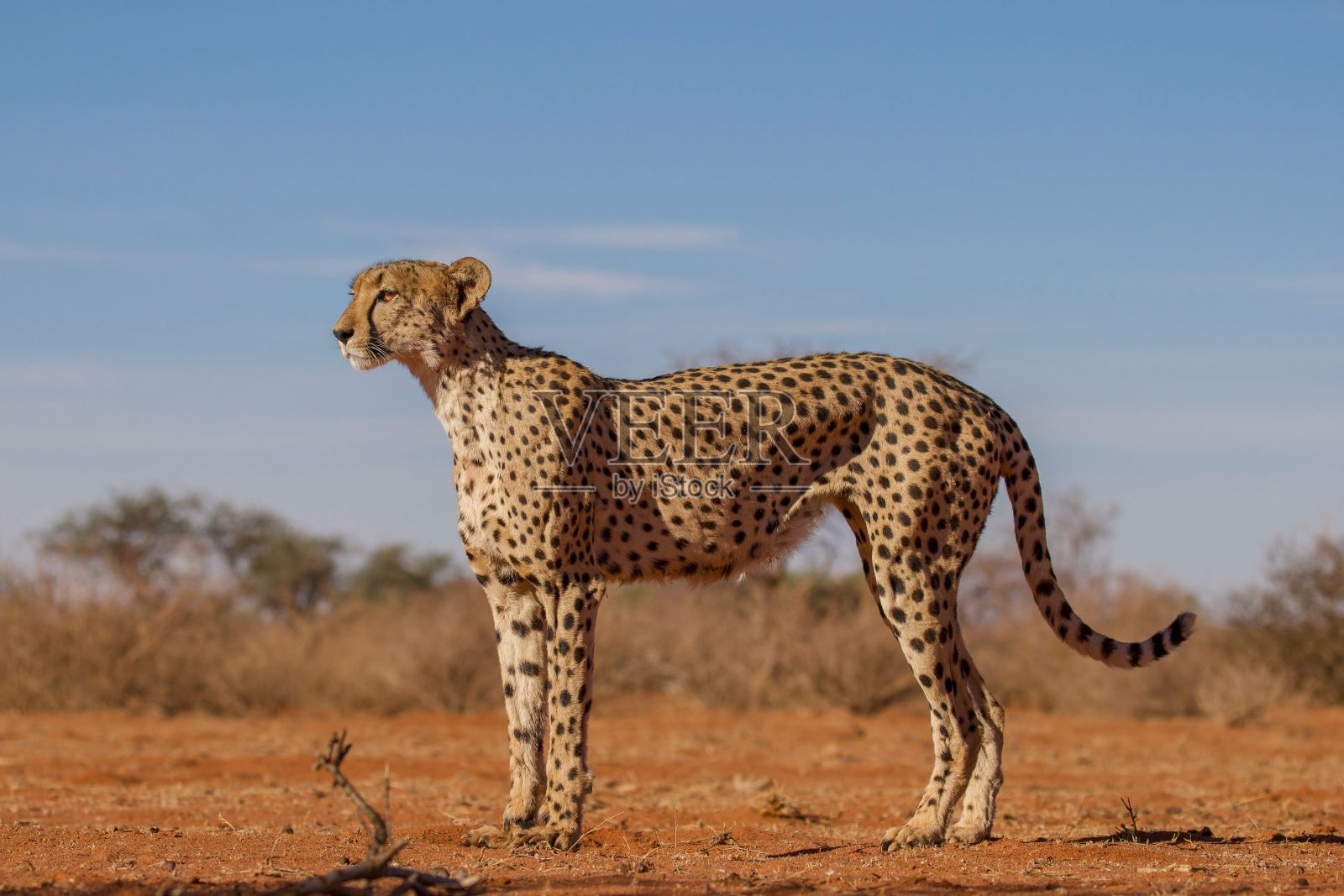 坦桑尼亚平原上的猎豹照片摄影图片