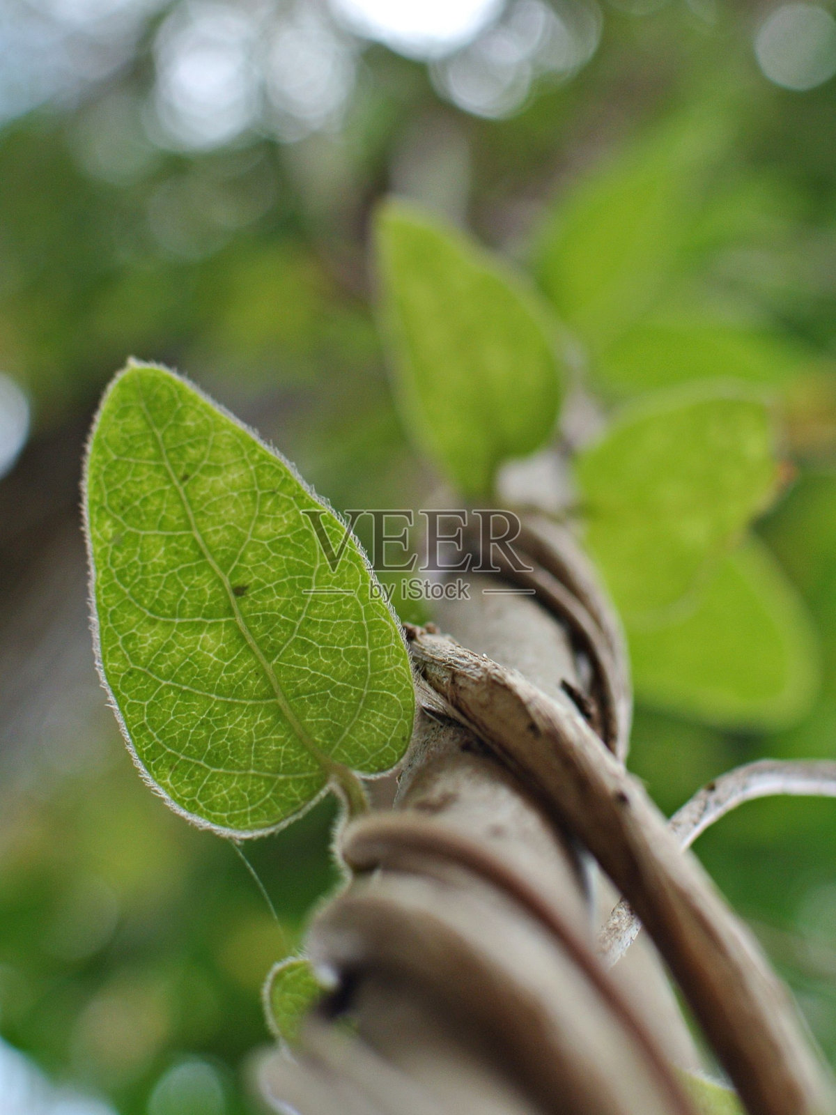 在阳光明媚的日子里，一棵长着绿叶的原木的低角度镜头照片摄影图片
