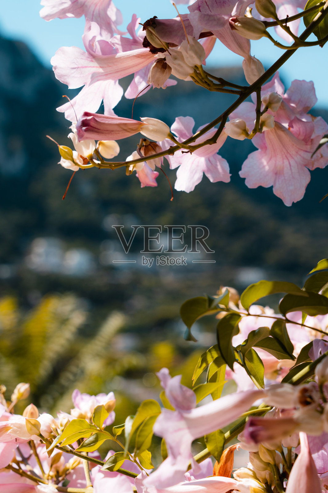 垂直拍摄的樱花在树上照片摄影图片