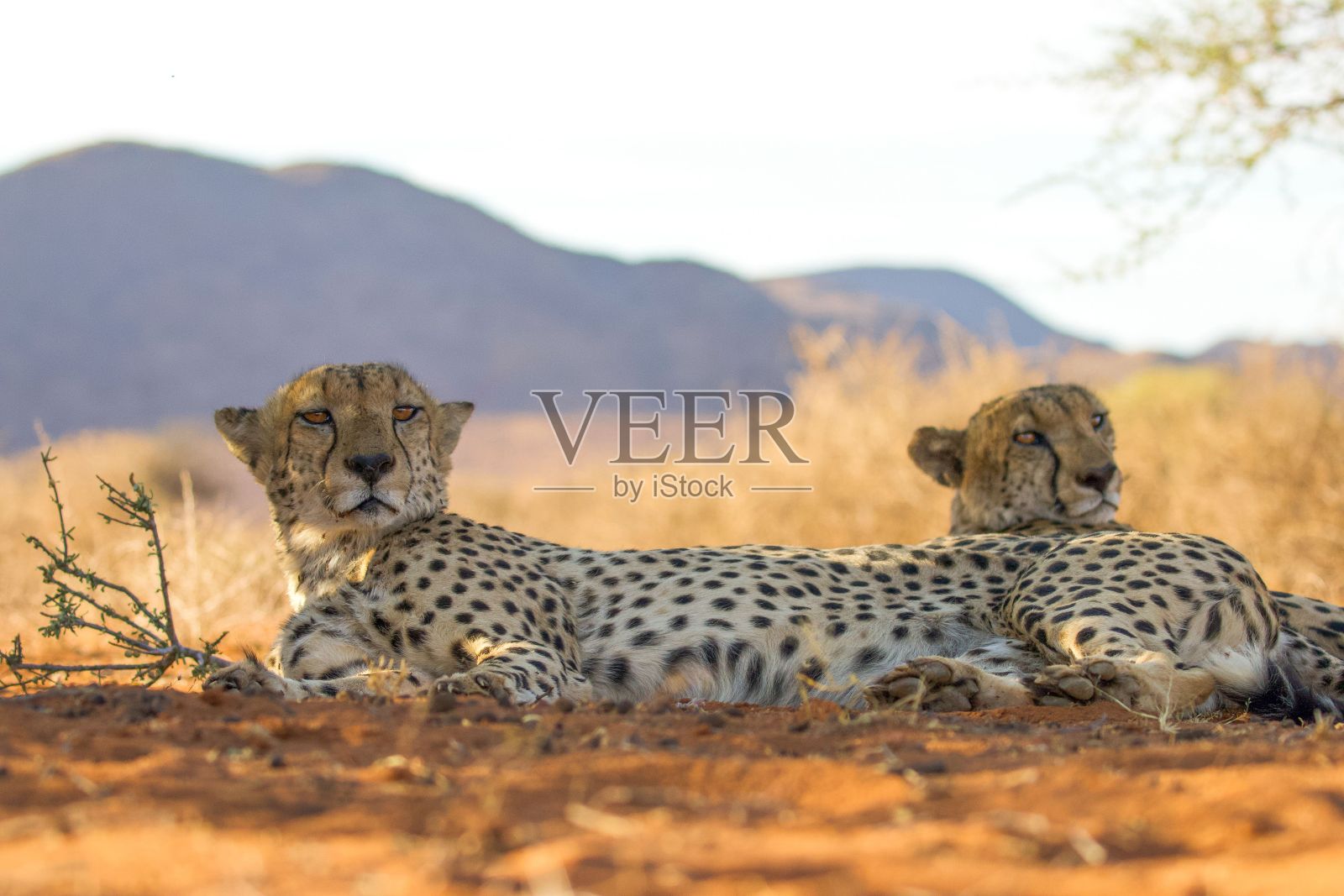 坦桑尼亚平原上的猎豹照片摄影图片