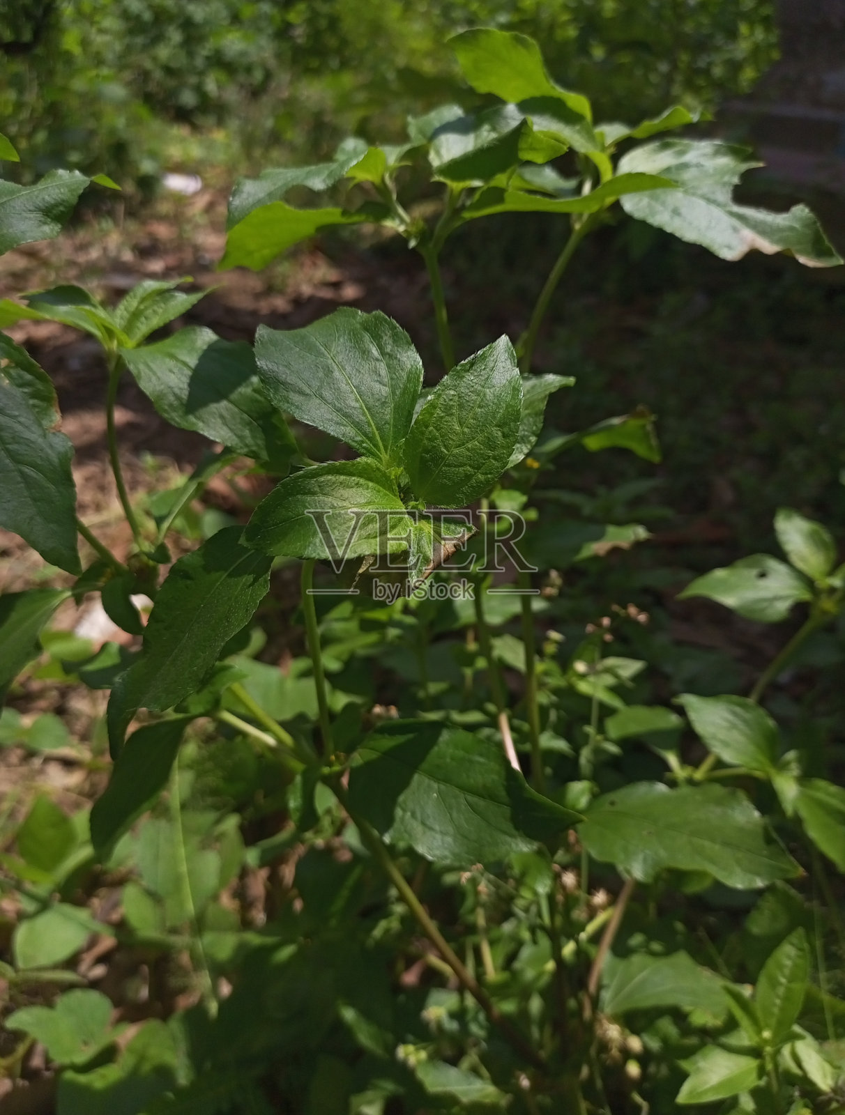 刺草、刺草新鲜绿色植物近景照片摄影图片