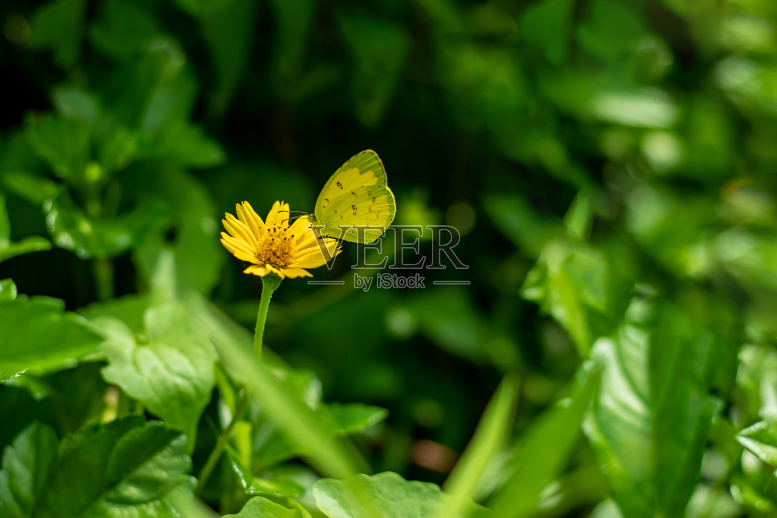蝴蝶坐在花上，吃着蜂蜜，选择性专注于大自然创造的照片摄影图片